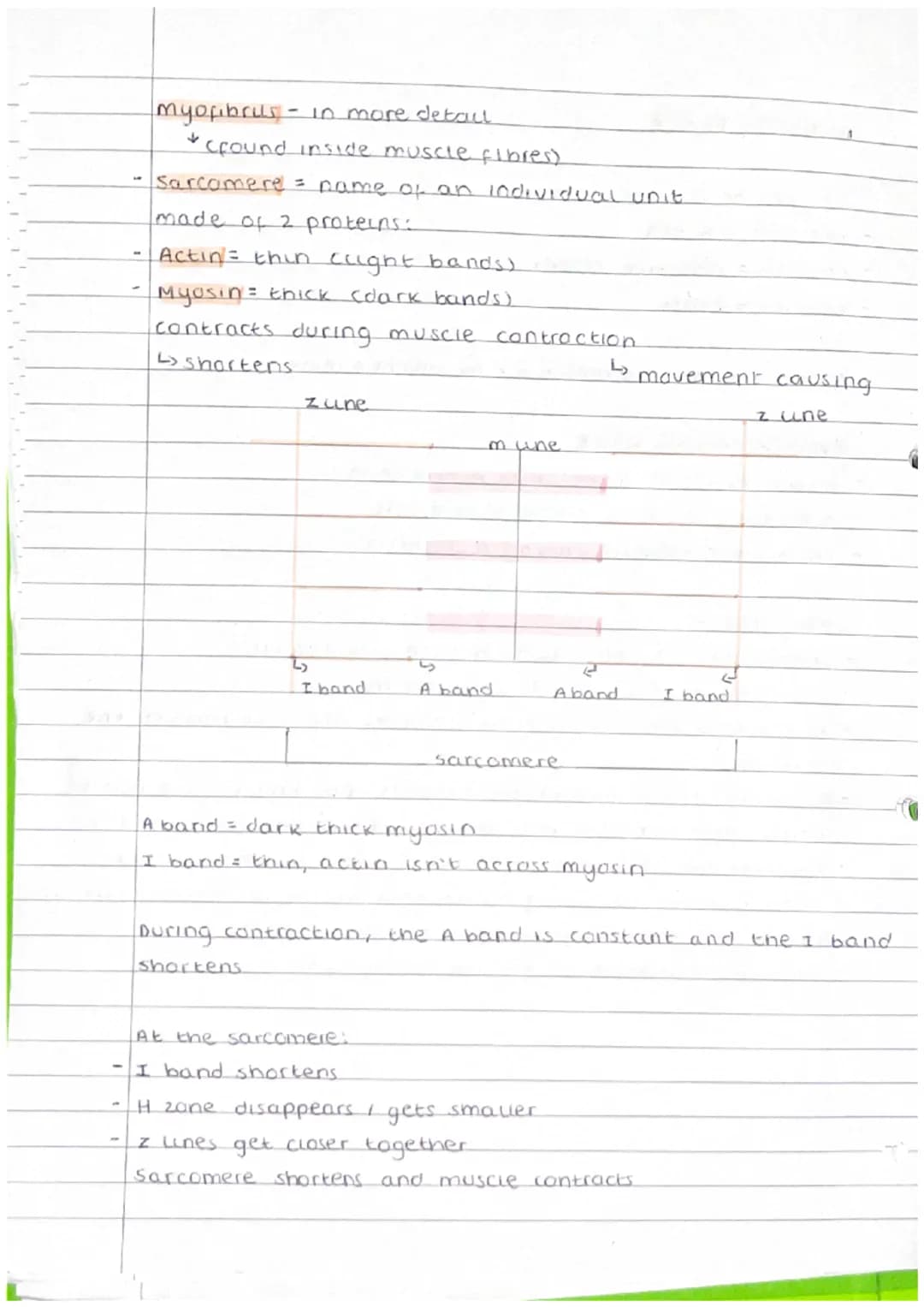 J
B3
Tissue
a group of similar specialised cells that have a
specific function.
Lining tissues.
epithelium and endothelwm are both types of
