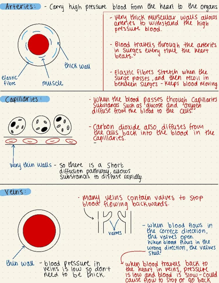 Know GCSE biology - Arteries, capillaries, and veins thumbnail