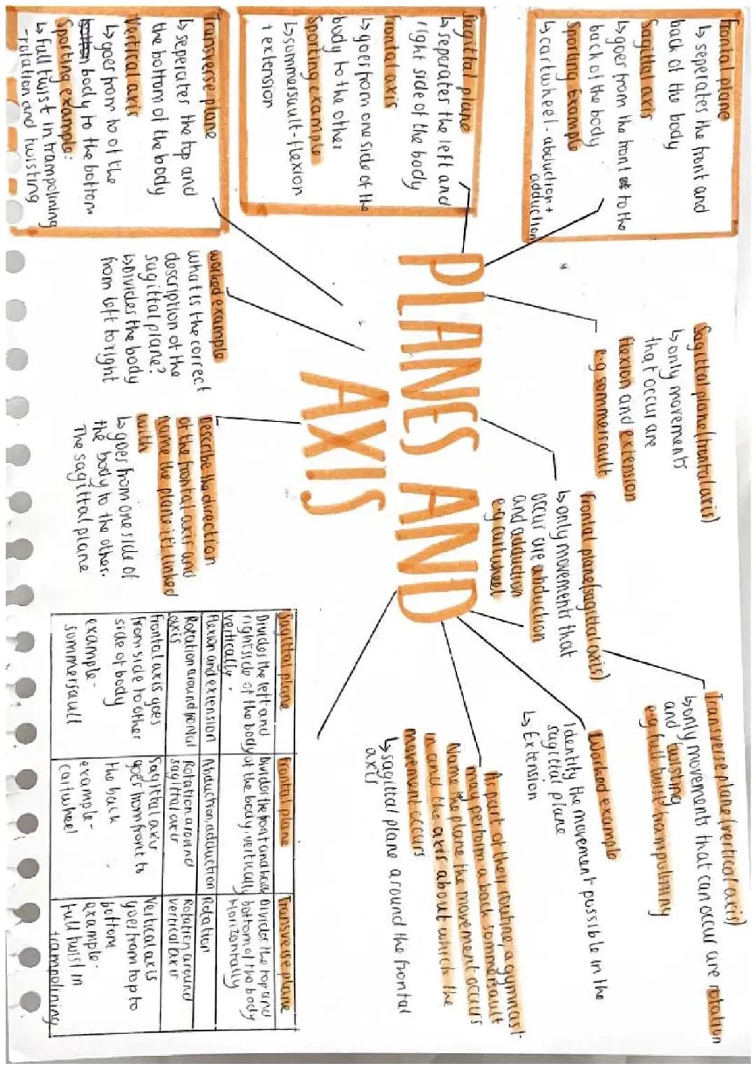 Cool Ways Your Body Moves in Sports: Sagittal, Frontal, and Transverse Planes