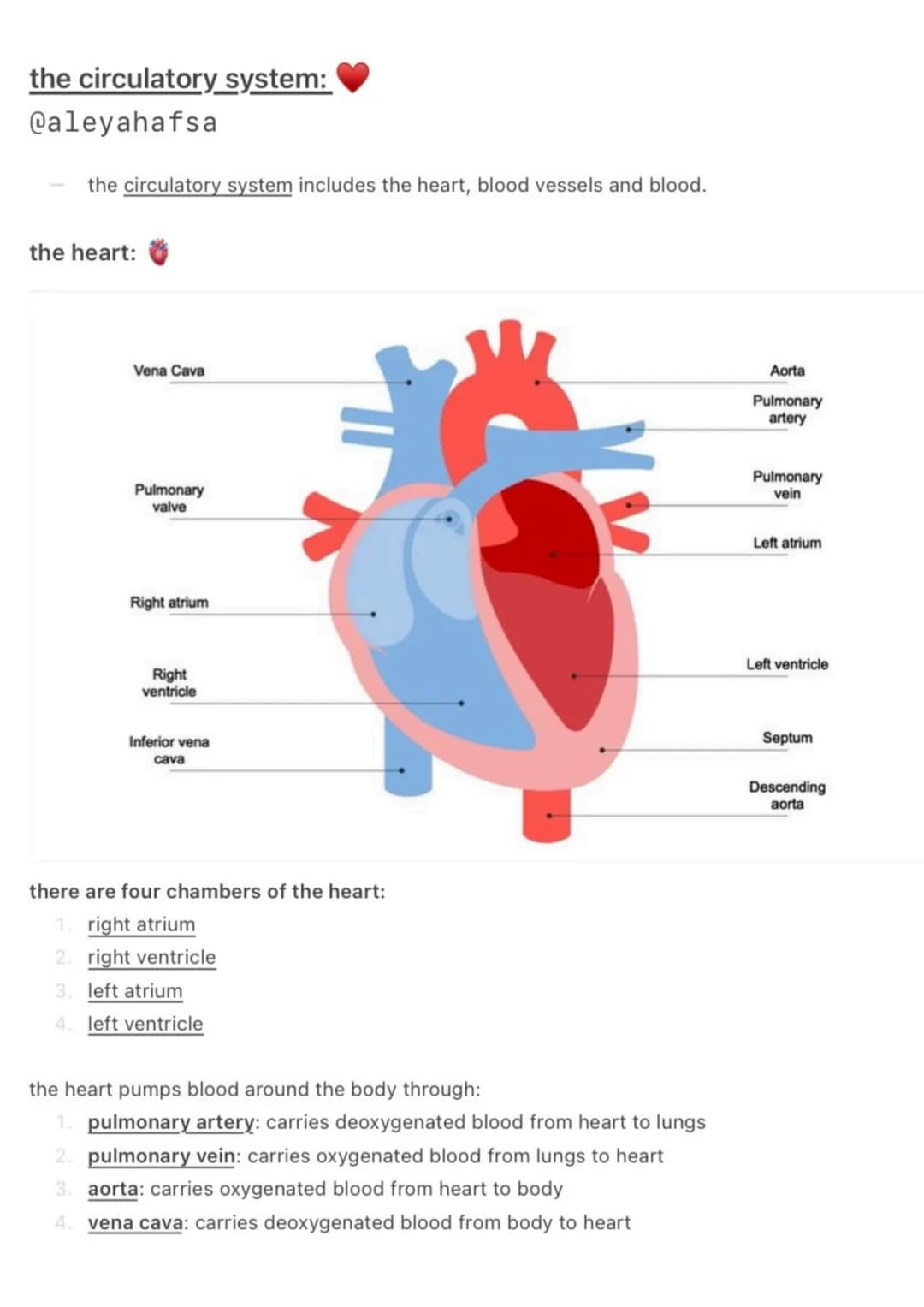 the circulatory system:
@aleyahafsa
the circulatory system includes the heart, blood vessels and blood.
the heart:
Vena Cava
Pulmonary
valve
