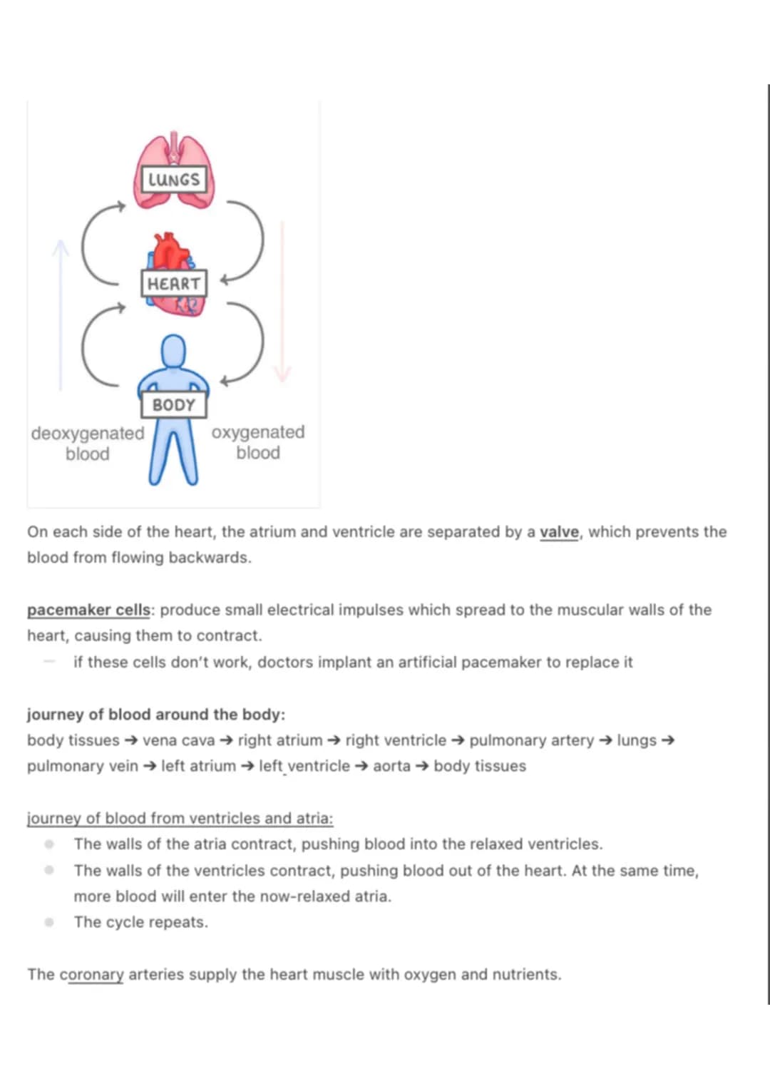 the circulatory system:
@aleyahafsa
the circulatory system includes the heart, blood vessels and blood.
the heart:
Vena Cava
Pulmonary
valve