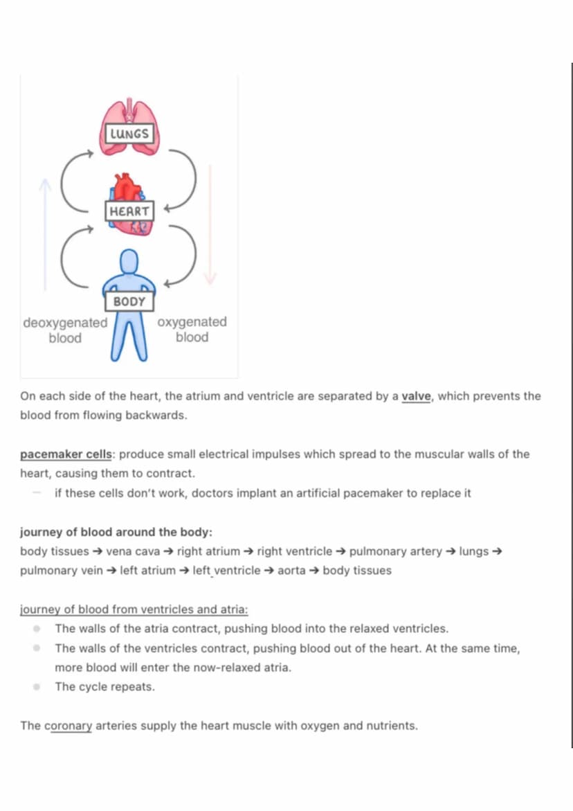 the circulatory system:
@aleyahafsa
the circulatory system includes the heart, blood vessels and blood.
the heart:
Vena Cava
Pulmonary
valve
