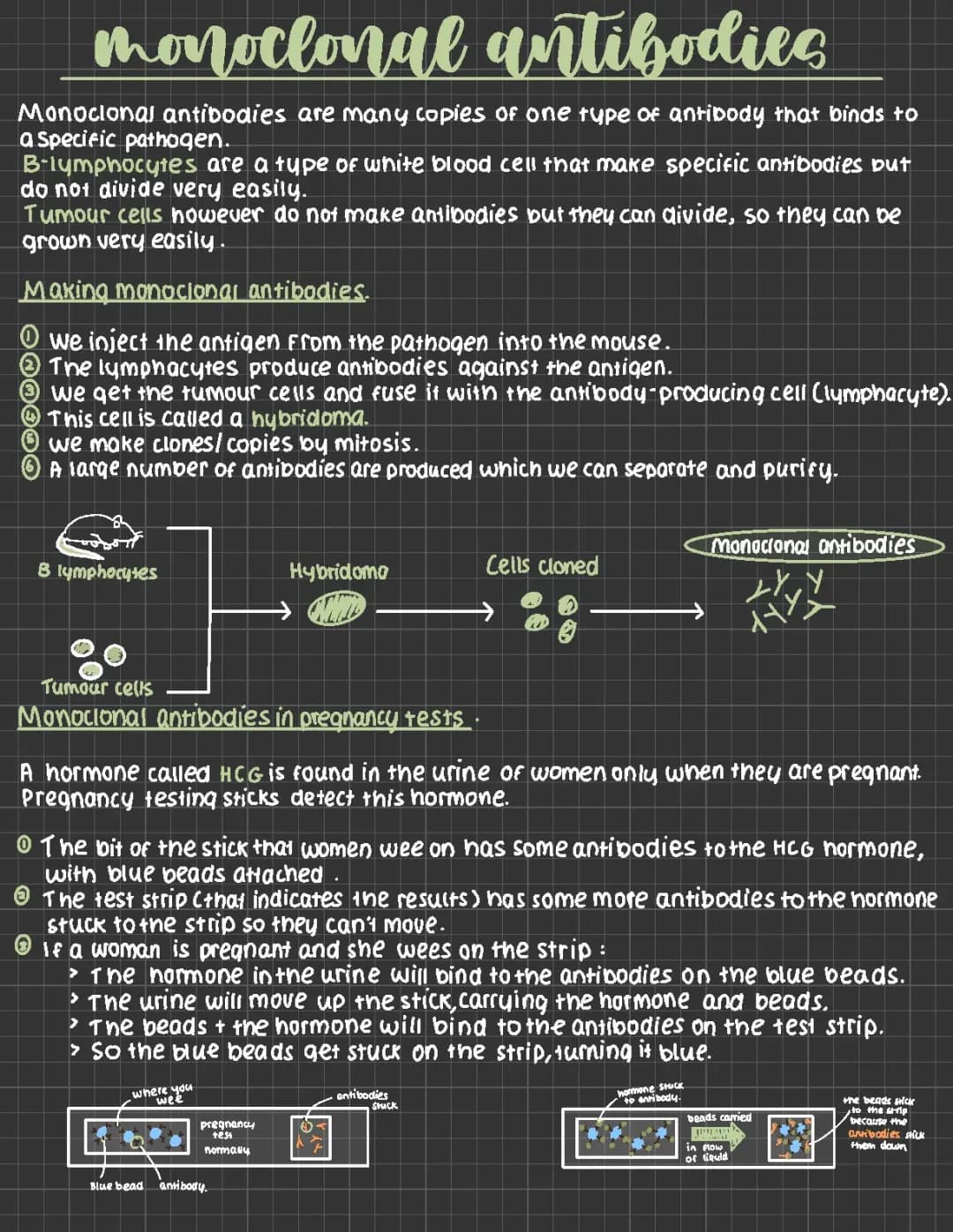 Monoclonal antibodies