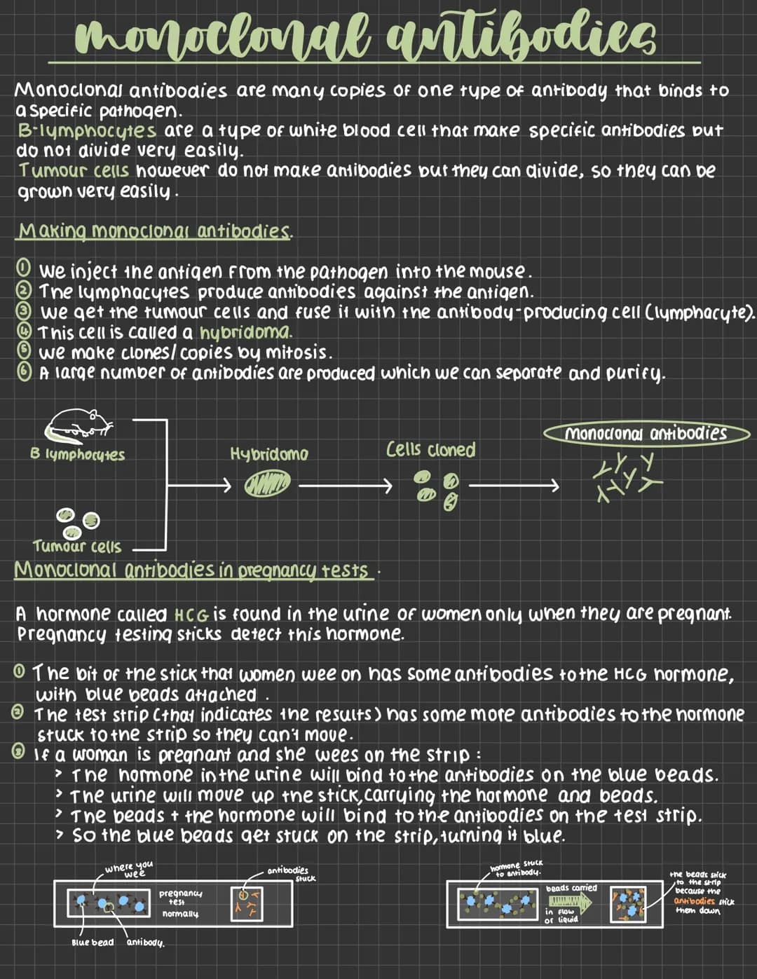 monoclonal antibodies
Monoclonal antibodies are many copies of one type of antibody that binds to
a specific pathogen.
B-lymphocytes are a t