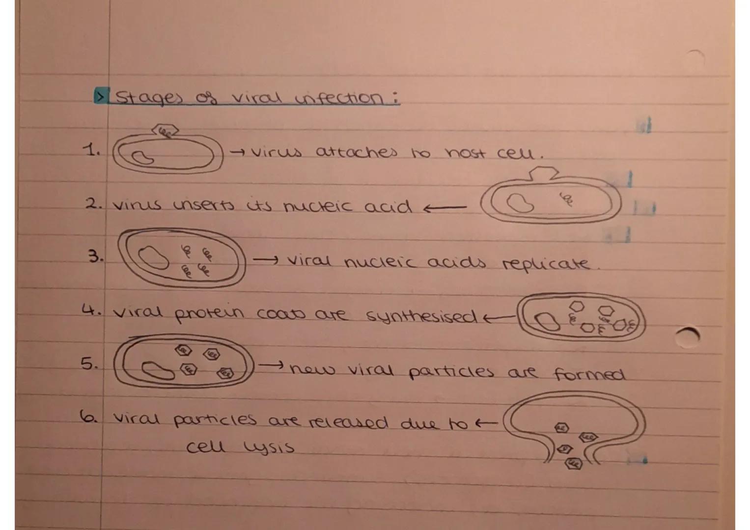 Monday 3rd October 20.22
Viruses

▷ Why are vinuse described as particles, rather than
cells?
↳ they aren't cellular in structure.
▷ Why do 