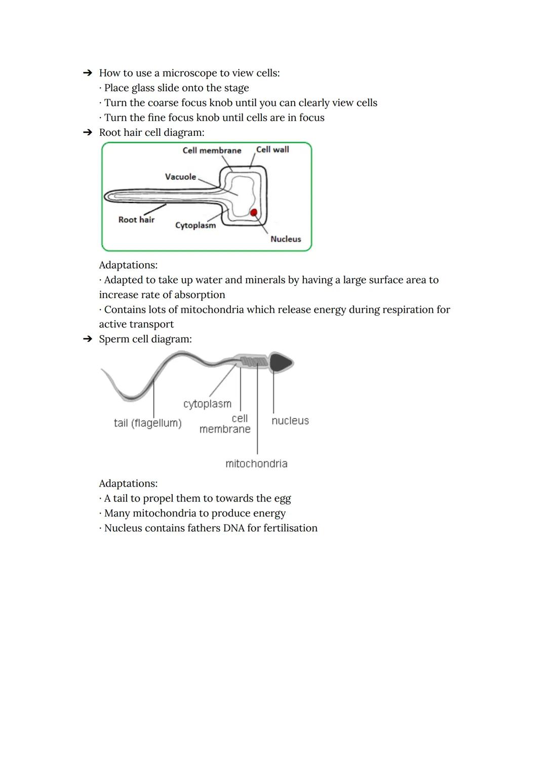 SCIENCE
Biology - EoY Revision
Photosynthesis:
→ Plants need water, sunlight, and carbon dioxide to carry out photosynthesis.
→ Mesophyll is