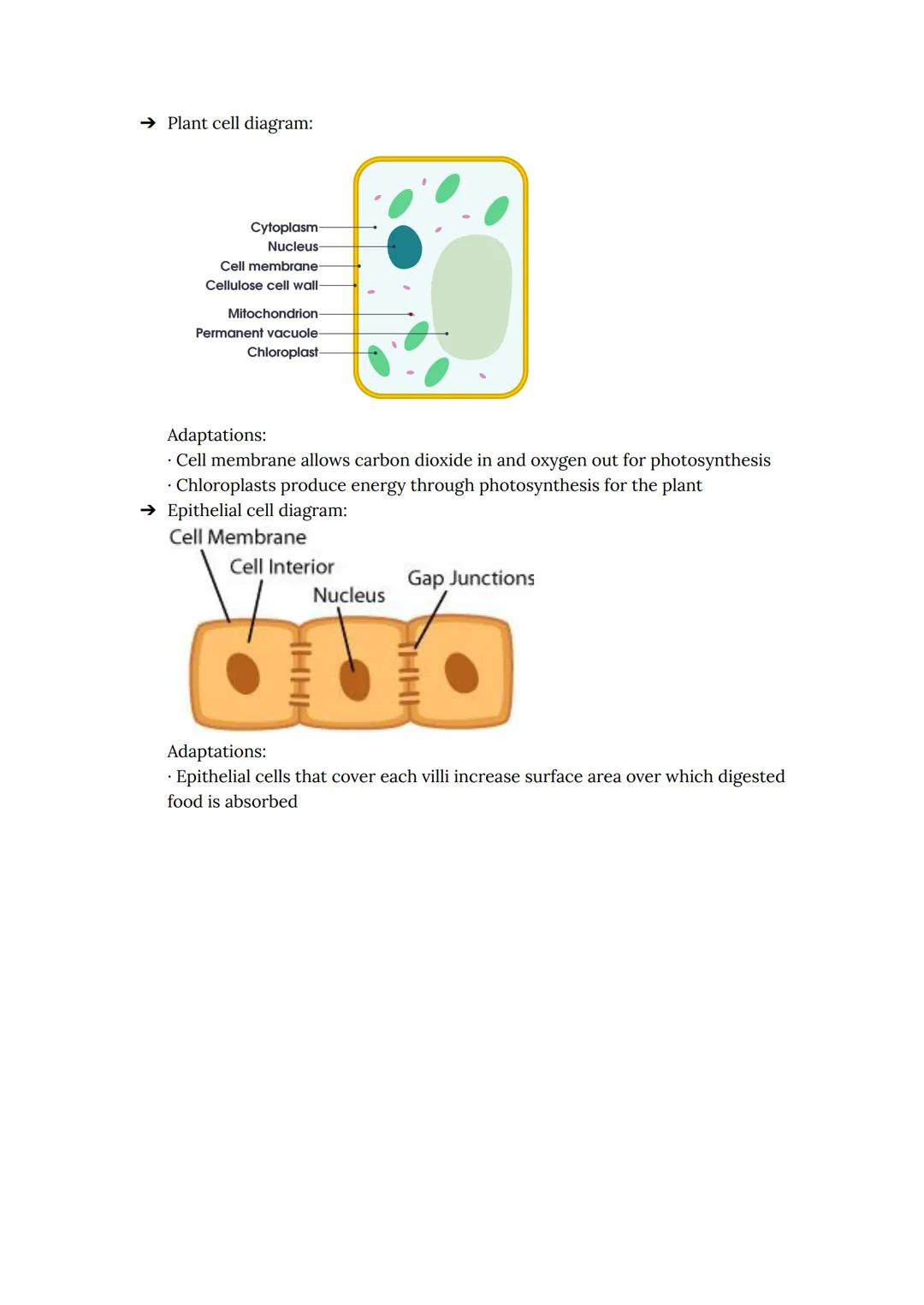 SCIENCE
Biology - EoY Revision
Photosynthesis:
→ Plants need water, sunlight, and carbon dioxide to carry out photosynthesis.
→ Mesophyll is