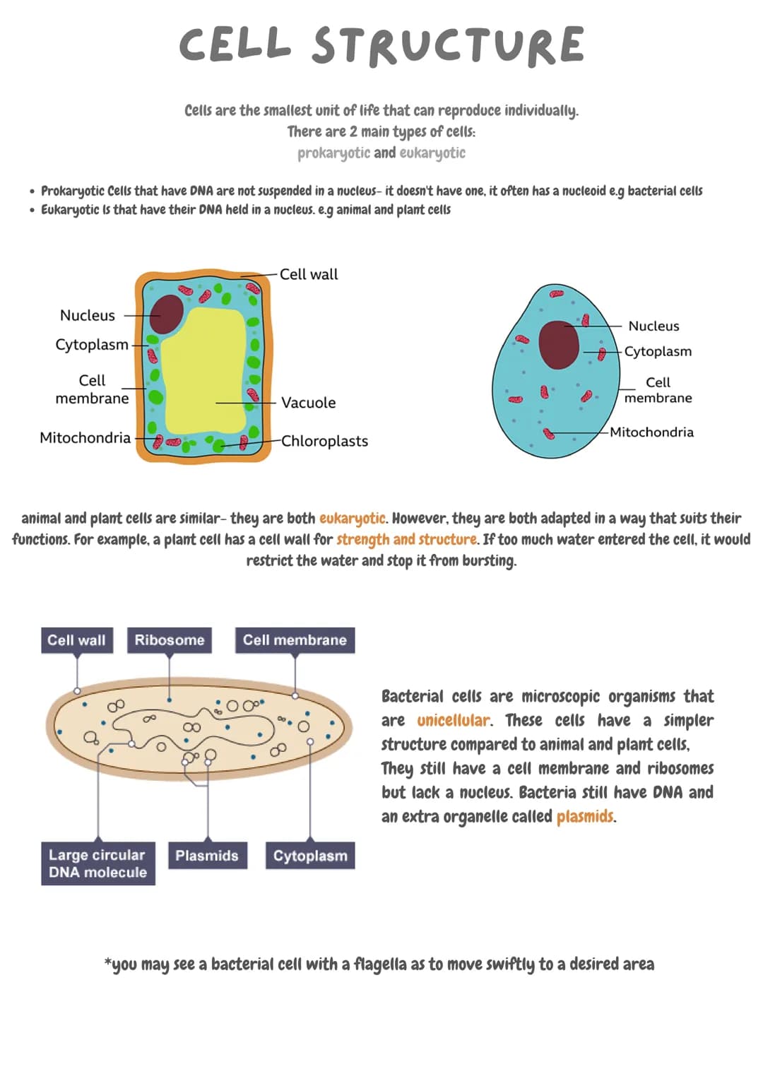 • Prokaryotic Cells that have DNA are not suspended in a nucleus- it doesn't have one, it often has a nucleoid e.g bacterial cells
Eukaryoti