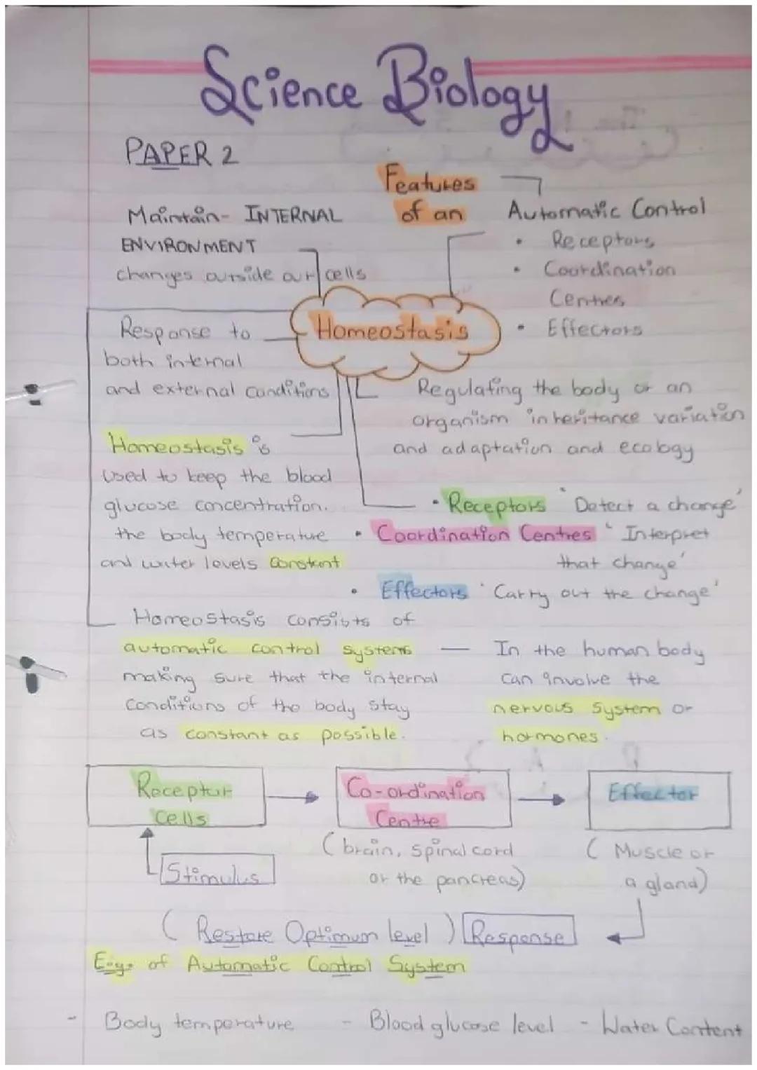 Biology B5 & B6 Revision Notes PDF - Homeostasis, Endocrine System, and More!