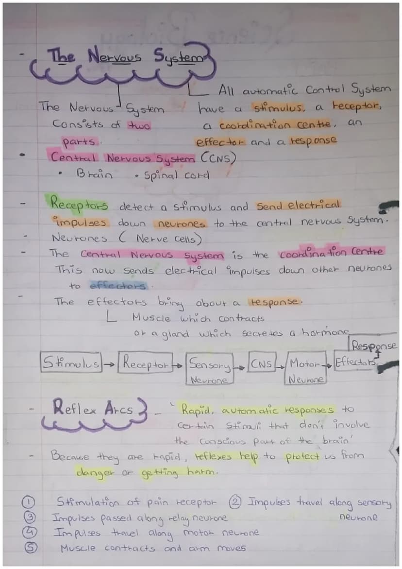 PAPER 2
Science Biology
Maintain- INTERNAL
ENVIRONMENT
changes outside our cells
Response to
both internal
and external conditions
Homeostas