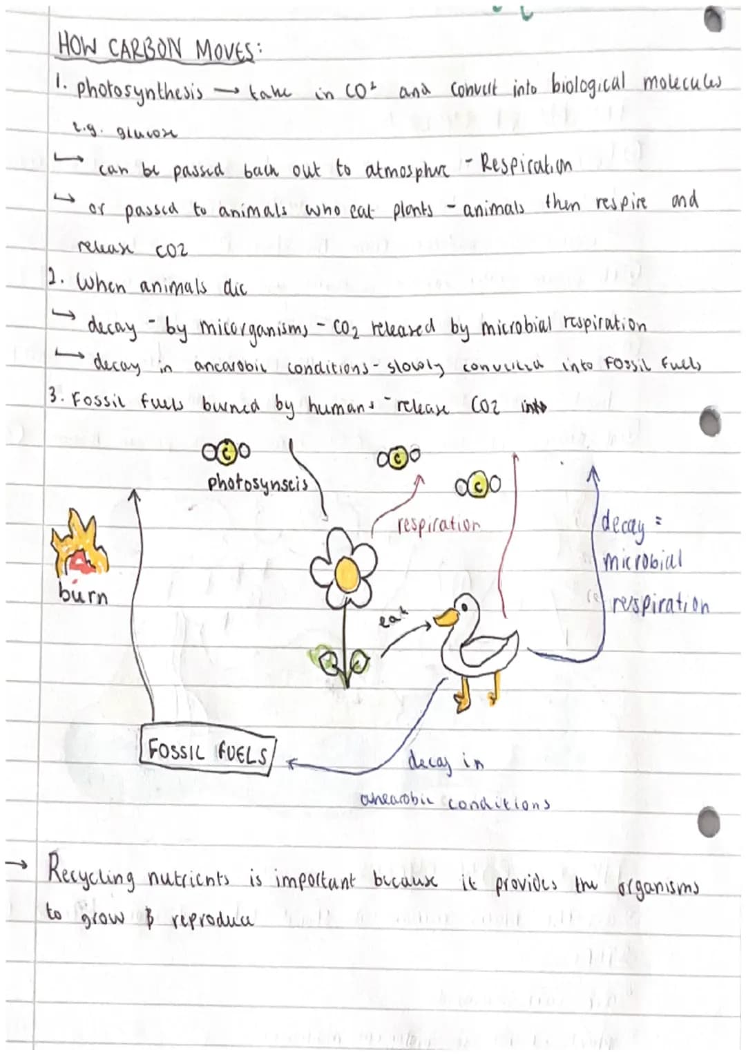 ecology -TOPIC
CARBON AND WATER CYCLE
THE WATER CYCLE O
①Energy from the Sun :o: makes the water evapporate
land and sea turning it into wat