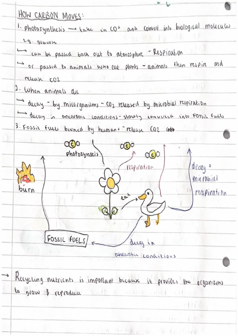 ecology -TOPIC
CARBON AND WATER CYCLE
THE WATER CYCLE O
①Energy from the Sun :o: makes the water evapporate
land and sea turning it into wat