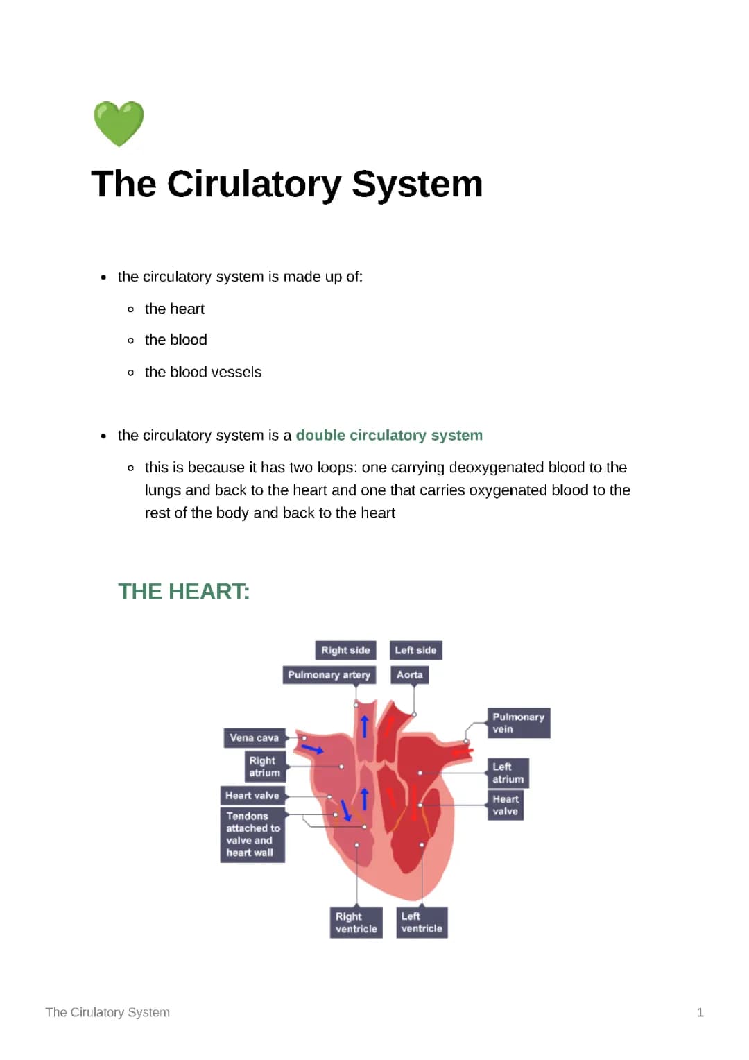 Fun Guide to Double Circulatory System and Blood Flow in the Heart!