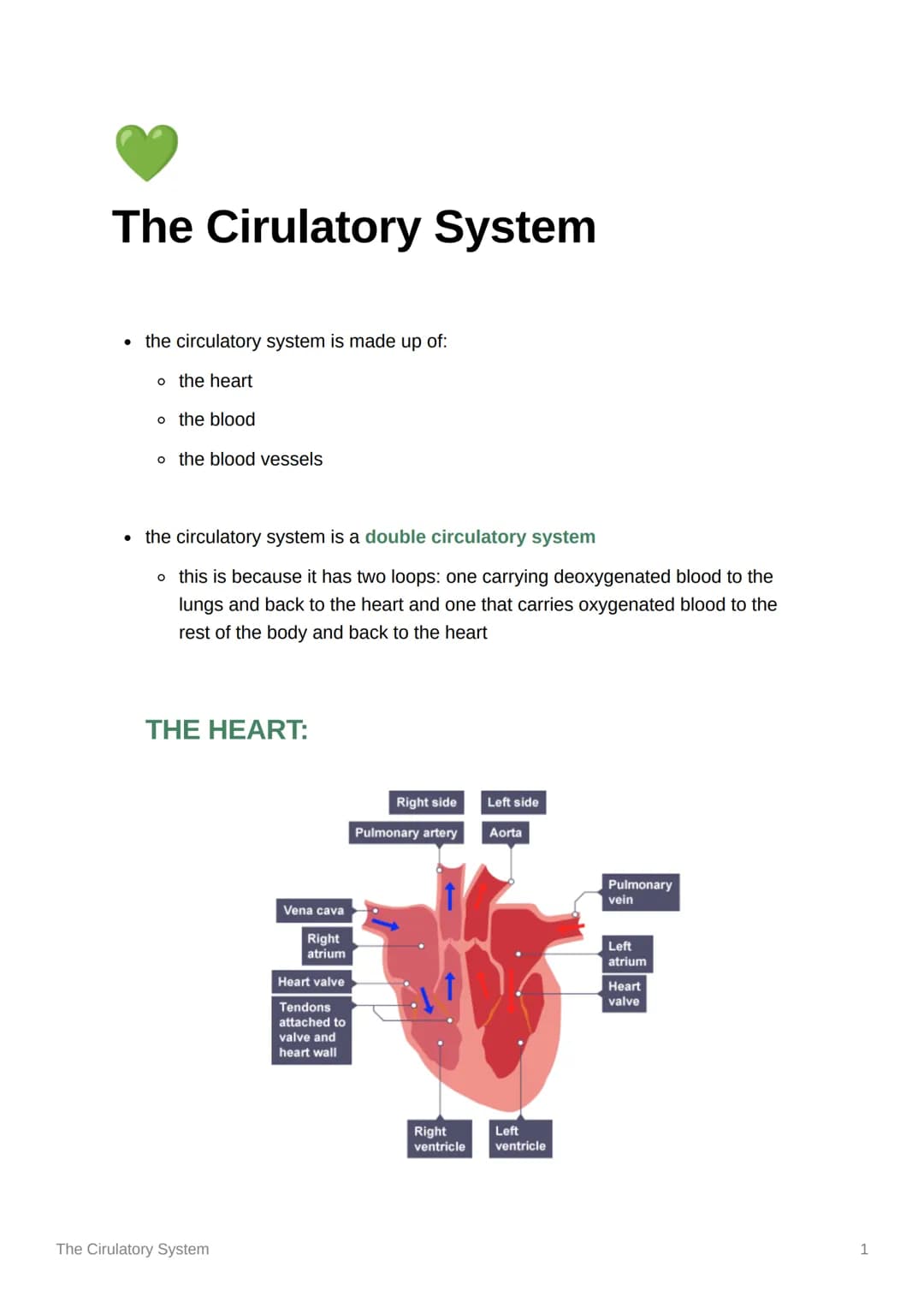 The Cirulatory System
• the circulatory system is made up of:
o the heart
o the blood
o the blood vessels
• the circulatory system is a doub