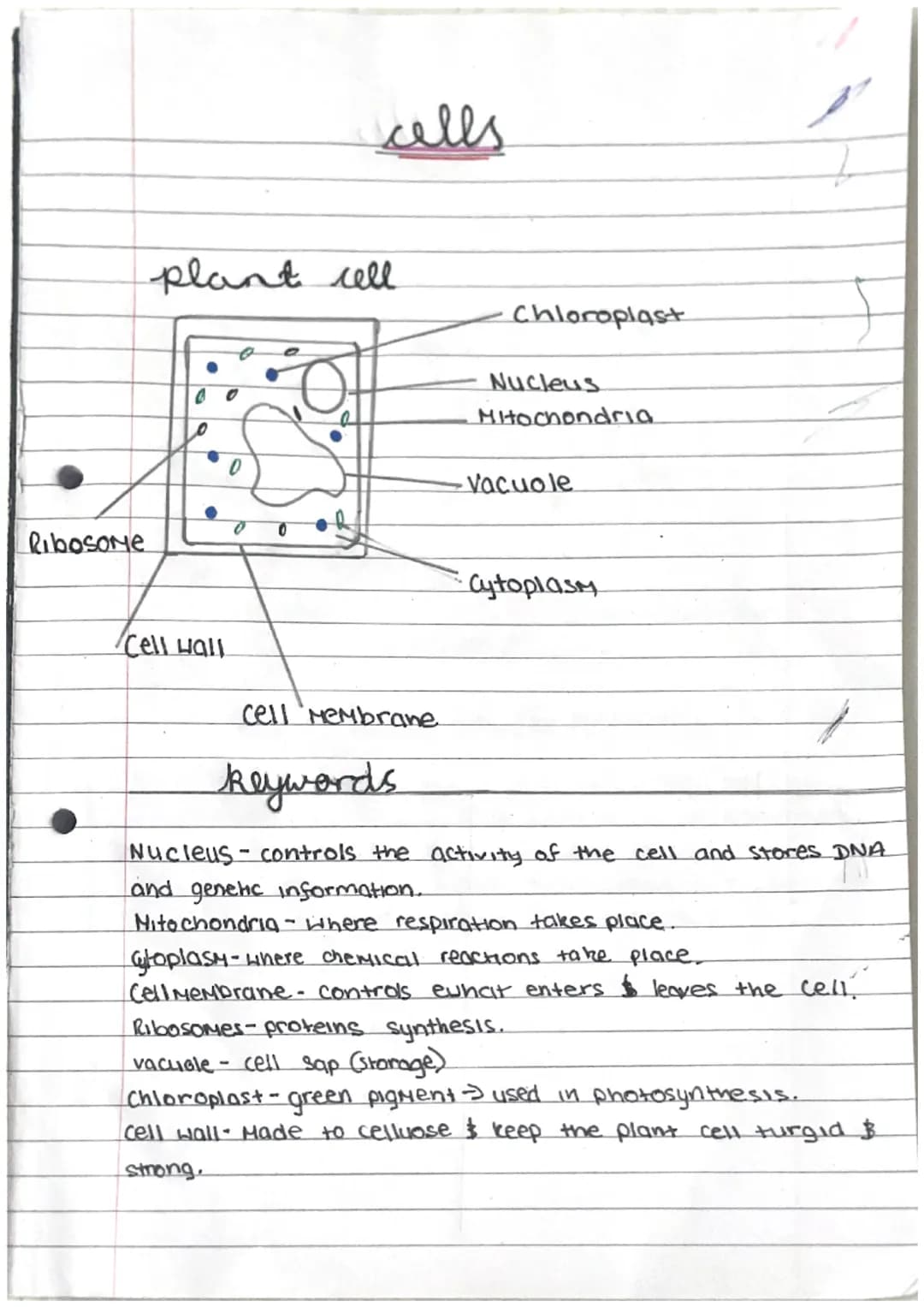 Ribosome
plant cell
Cell Hall
0
cells
0
cell Membrane.
Chloroplast
Nucleus
Mitochondria
-Vacuole
•Cytoplasm
f
keywords
Nucleus controls the 