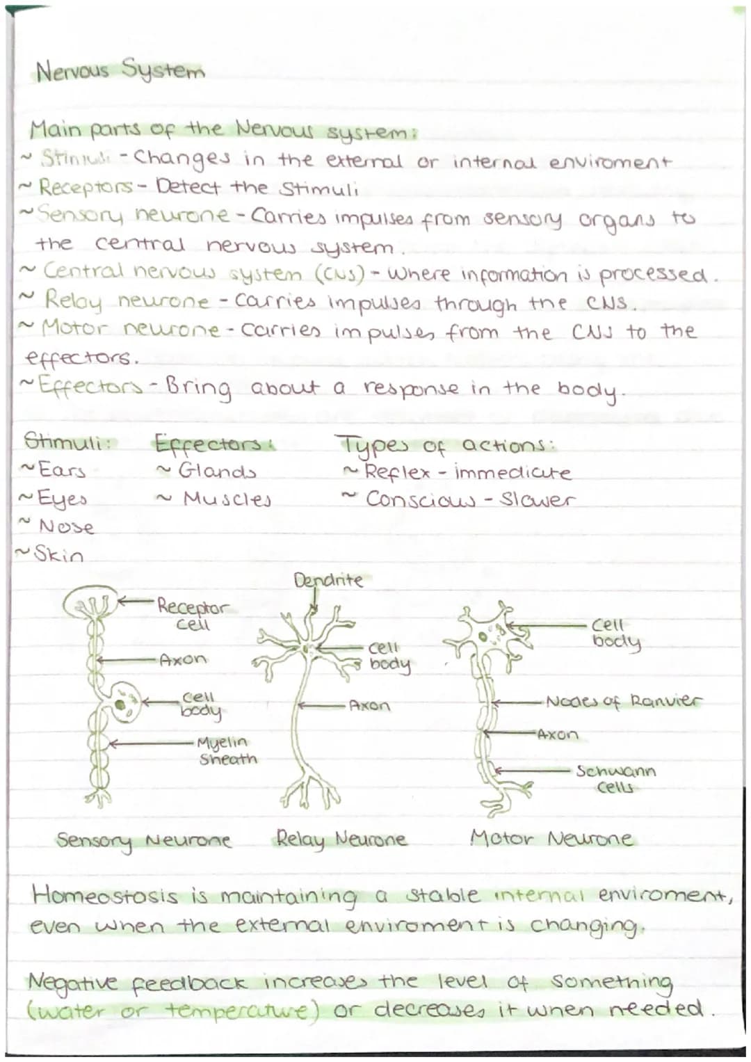 Nervous System.
Main parts of the Nervous system:
Stinidi-Changes in the external or internal enviroment
• Receptors - Detect the Stimuli
~S