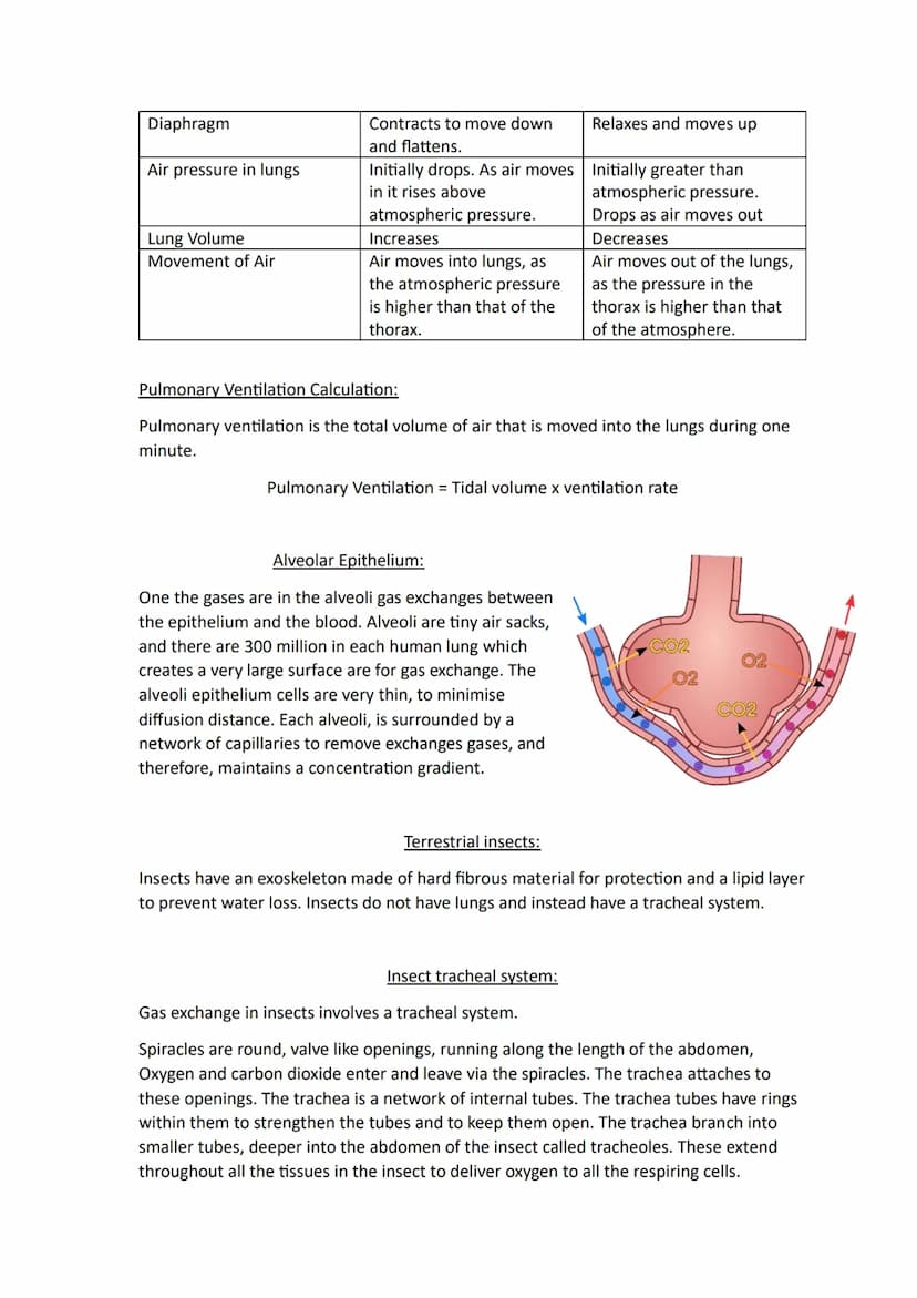 Topic 3
Size and Surface Area:
Organisms exchange substances with their environment as cells need to gain oxygen and
nutrients as well as ex