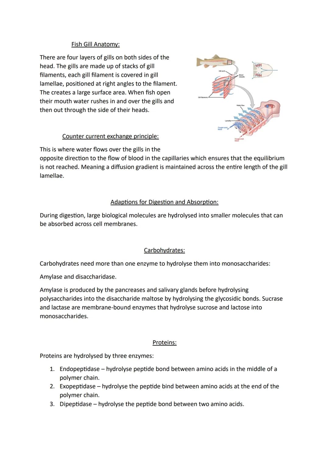 Topic 3
Size and Surface Area:
Organisms exchange substances with their environment as cells need to gain oxygen and
nutrients as well as ex