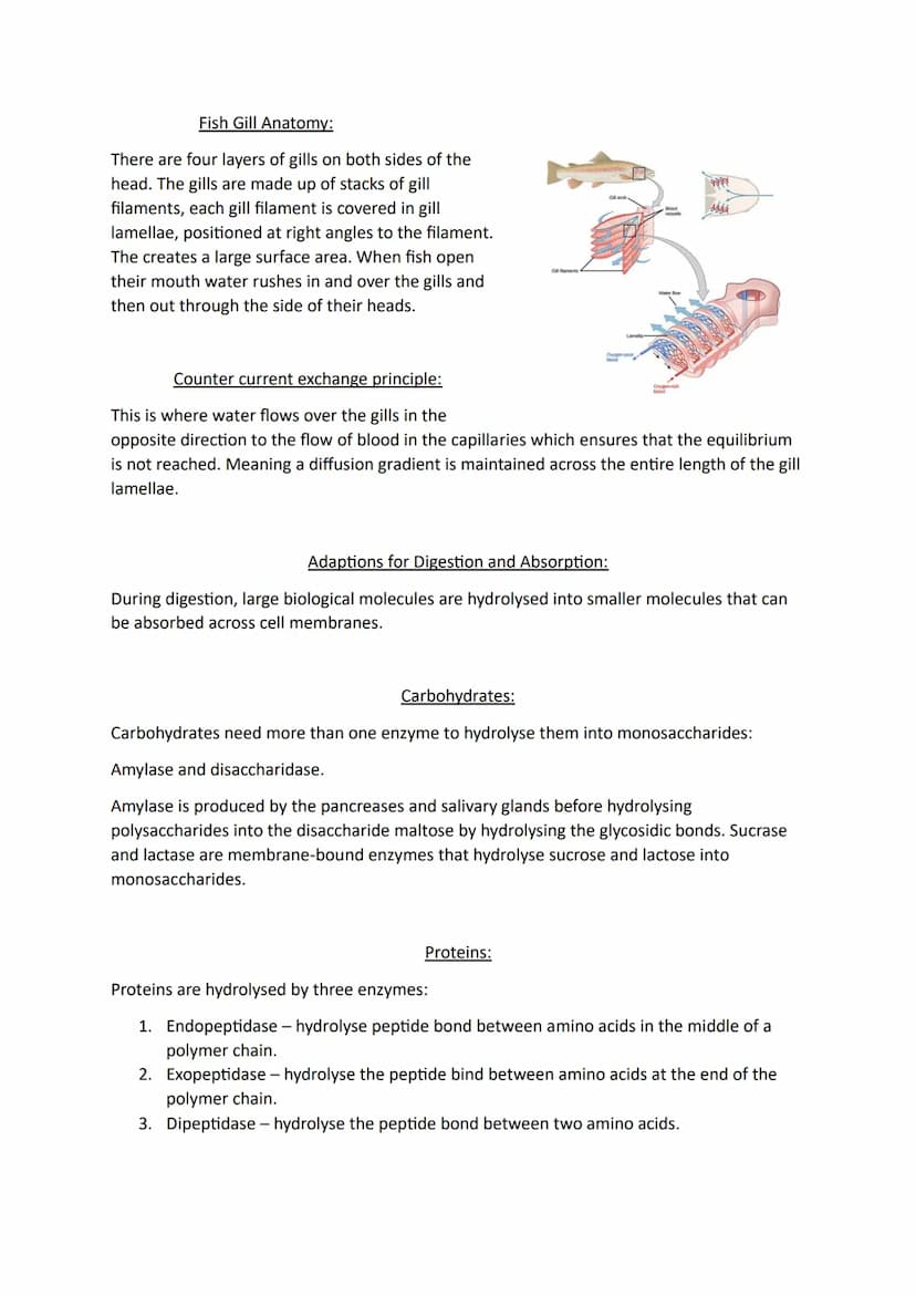 Topic 3
Size and Surface Area:
Organisms exchange substances with their environment as cells need to gain oxygen and
nutrients as well as ex