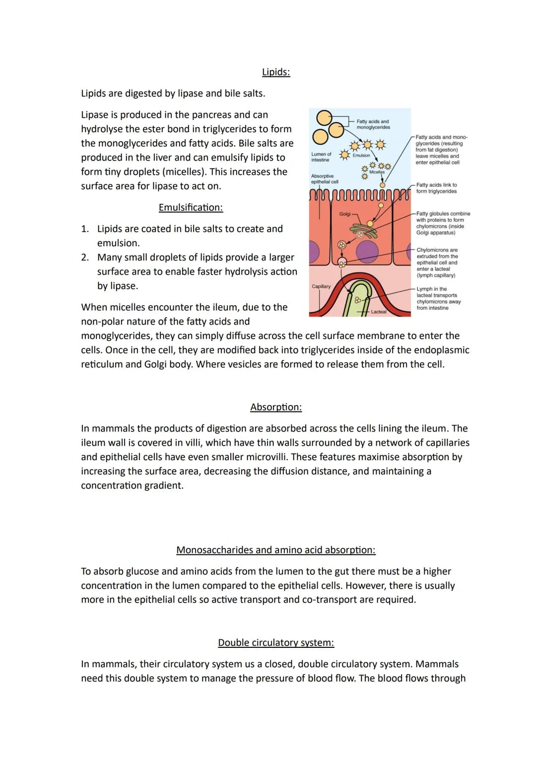 Topic 3
Size and Surface Area:
Organisms exchange substances with their environment as cells need to gain oxygen and
nutrients as well as ex