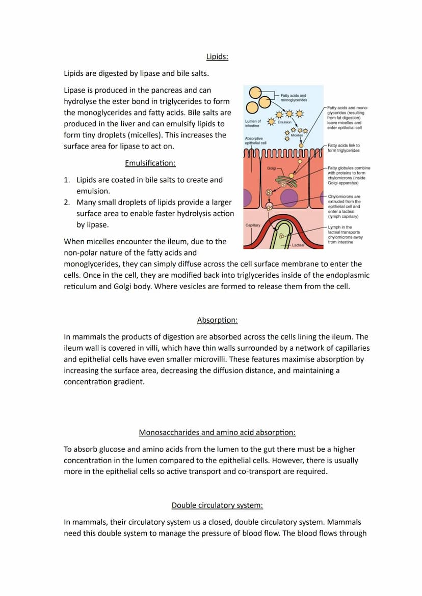 Topic 3
Size and Surface Area:
Organisms exchange substances with their environment as cells need to gain oxygen and
nutrients as well as ex