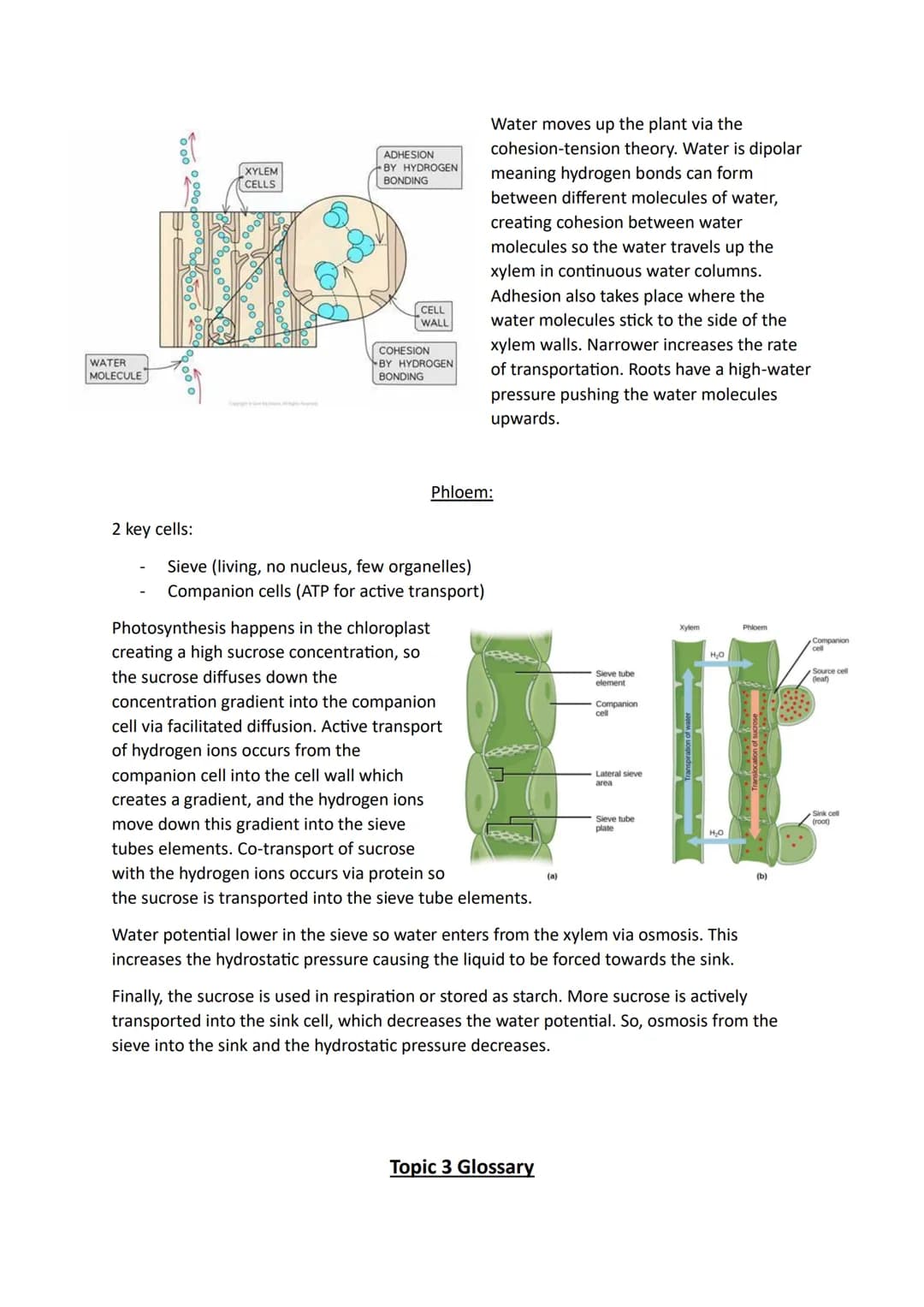 Topic 3
Size and Surface Area:
Organisms exchange substances with their environment as cells need to gain oxygen and
nutrients as well as ex