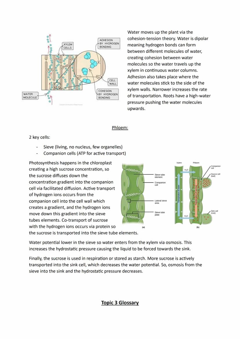 Topic 3
Size and Surface Area:
Organisms exchange substances with their environment as cells need to gain oxygen and
nutrients as well as ex