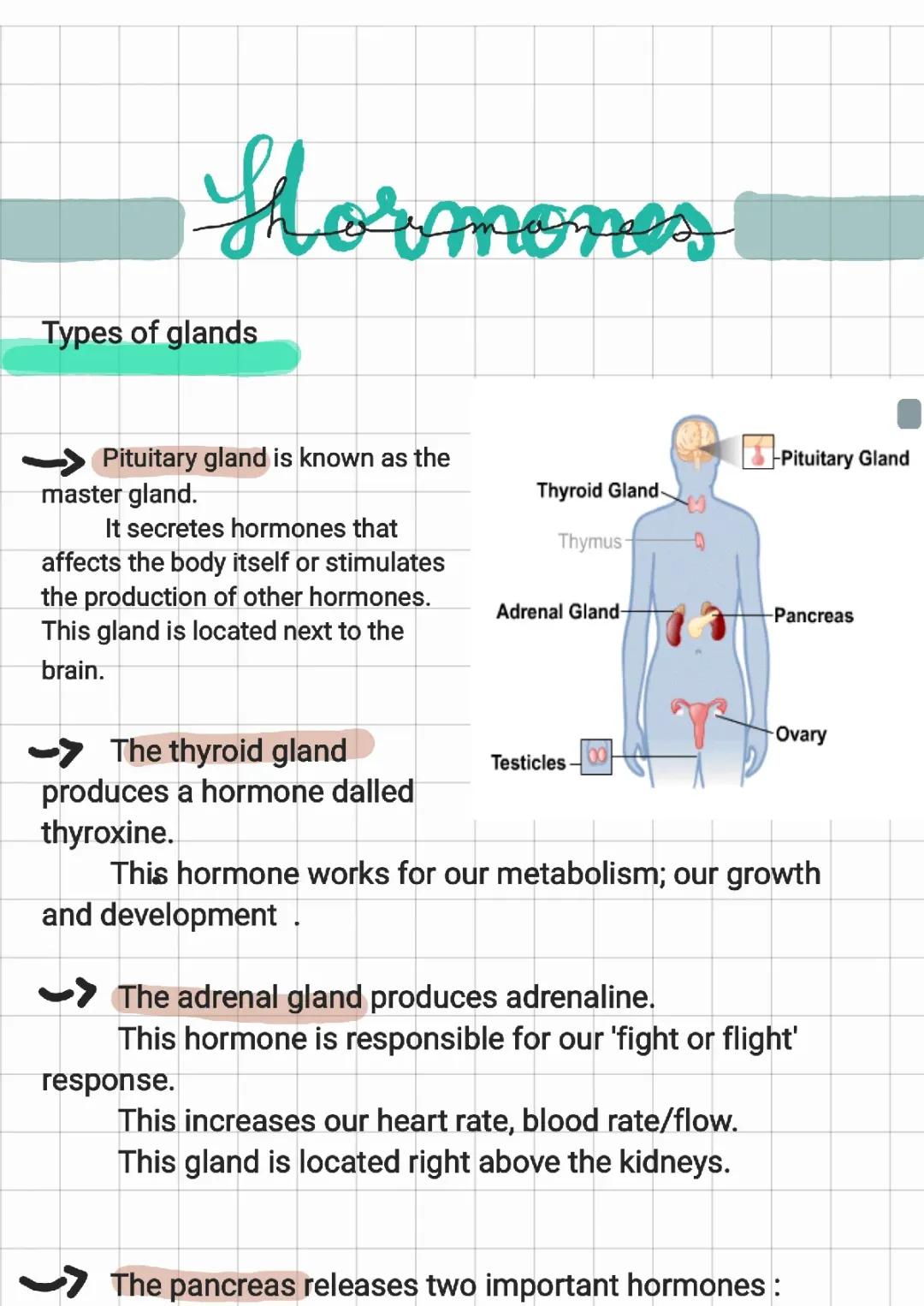 Hormones in humans 