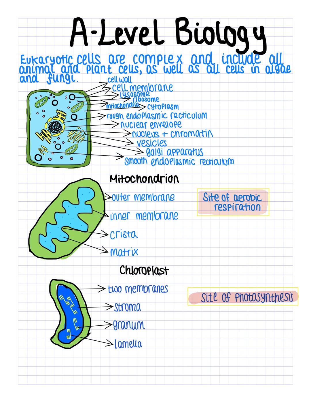Cell Organelles A-level Biology 