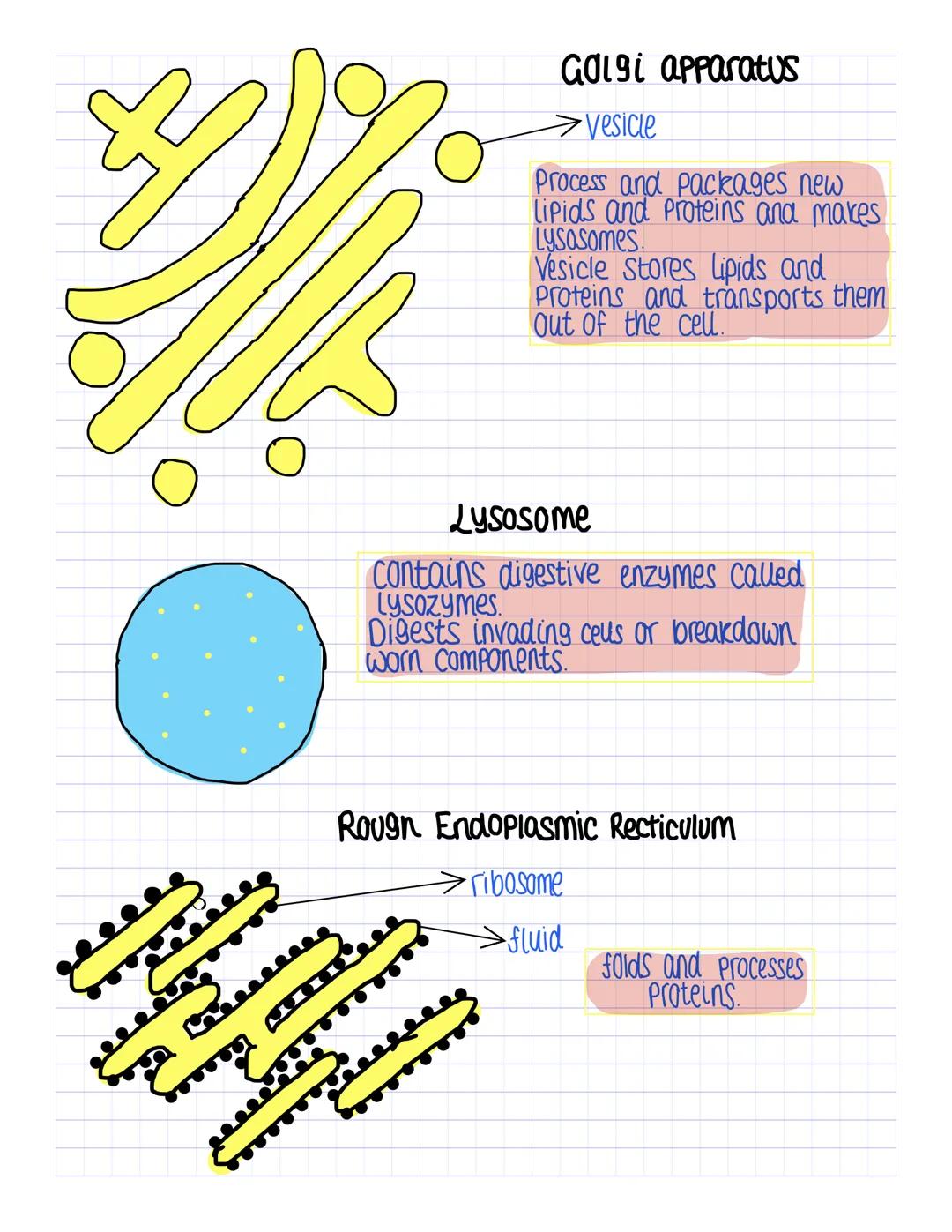 # A-Level Biology

Eukaryotic cells are complex and include all
cacells encomplex
animal and plant ceus, as well as all ceus in algae
and fu