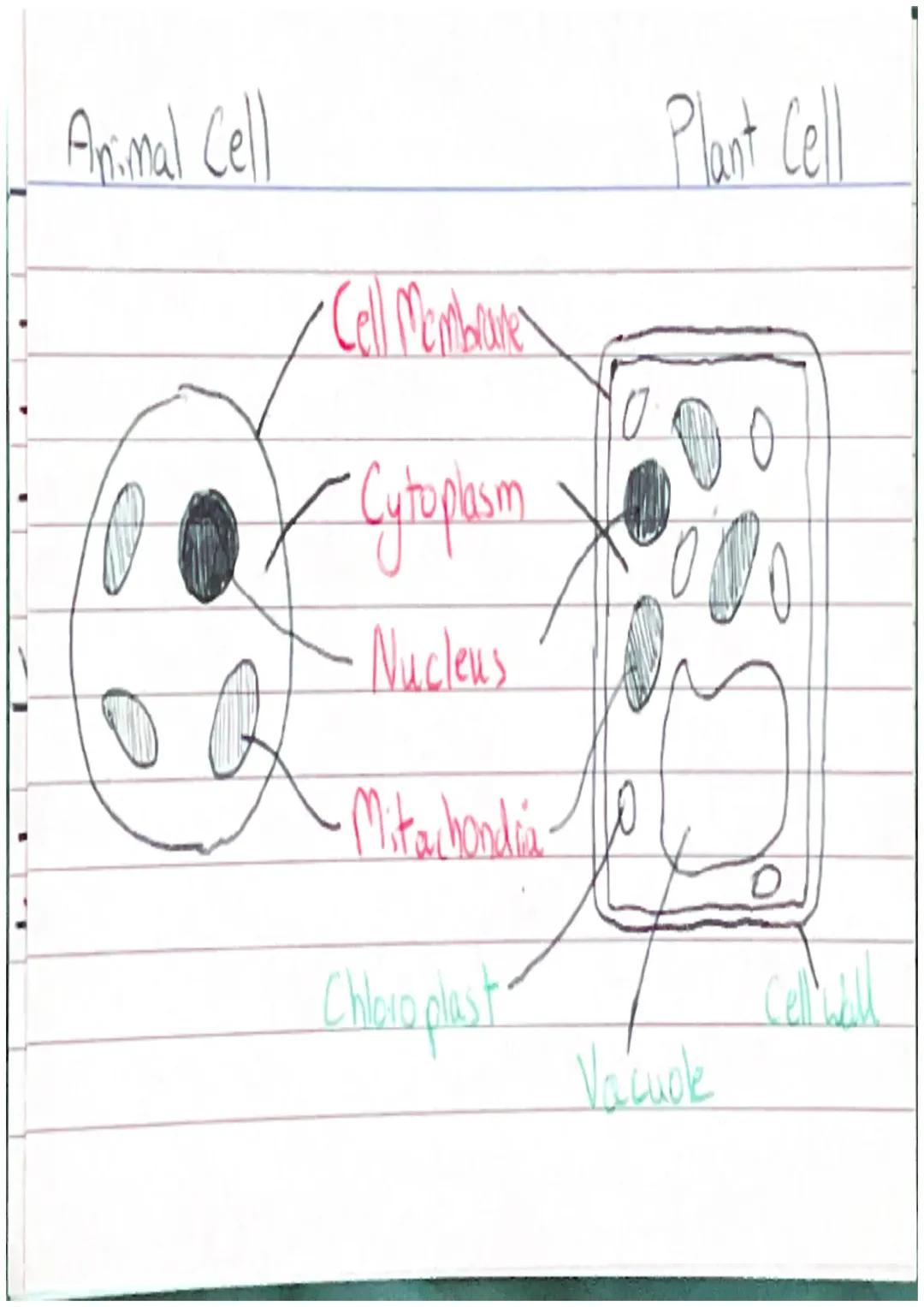 Fun Guide: Animal and Plant Cell Organelles & Cool Specialized Cells