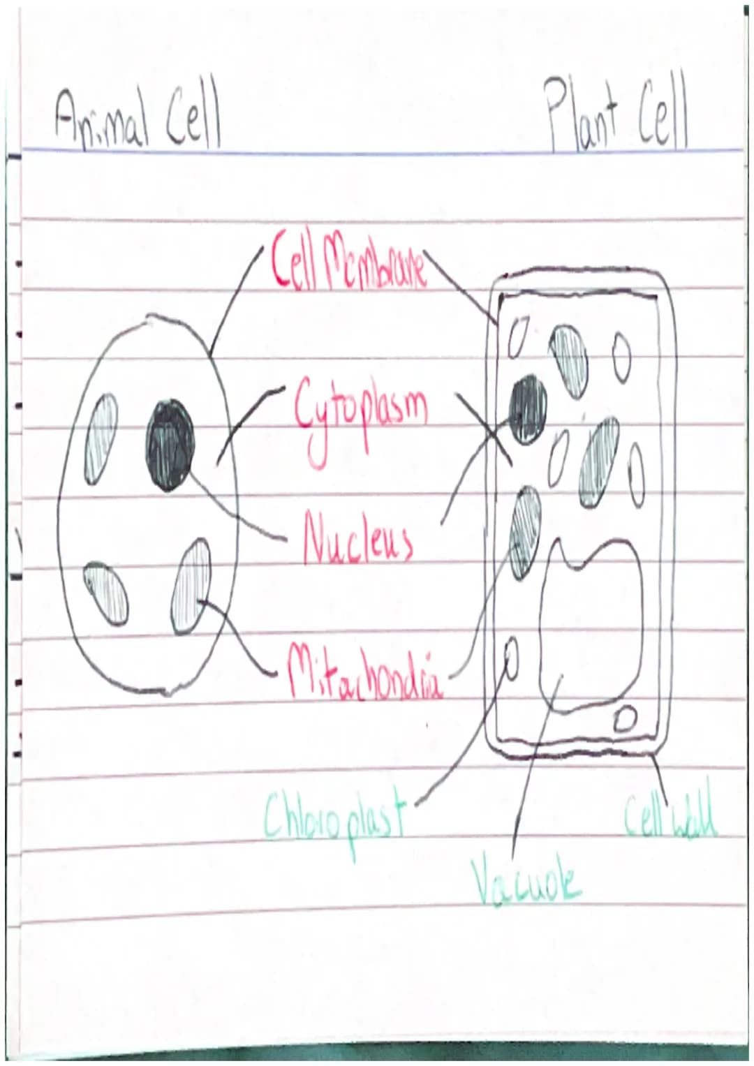 Animal Cell
/Cell Membrane
Cytoplasm
Nucleus
~Mitarhondia 10
Chloroplast
Plant Cell
000
Valcuck
Cellwall /System)
Organs
Fissue
Cells Protei