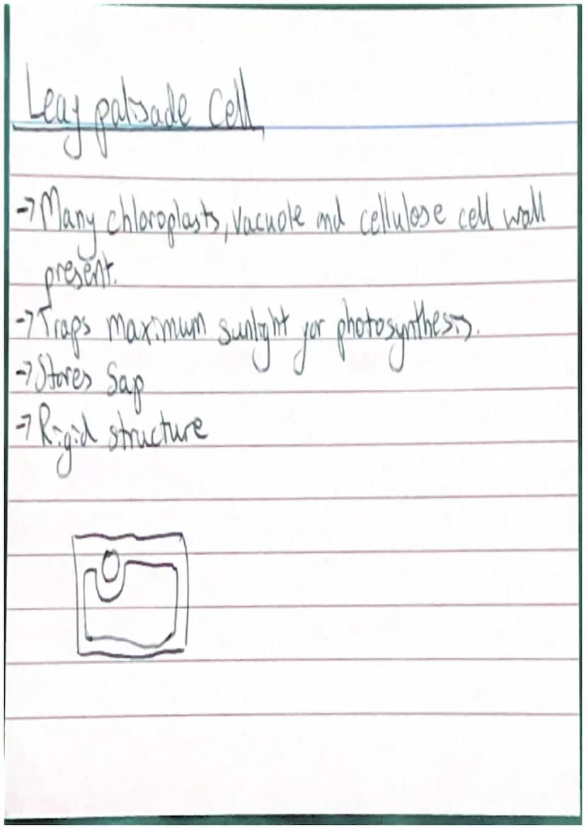 Animal Cell
/Cell Membrane
Cytoplasm
Nucleus
~Mitarhondia 10
Chloroplast
Plant Cell
000
Valcuck
Cellwall /System)
Organs
Fissue
Cells Protei