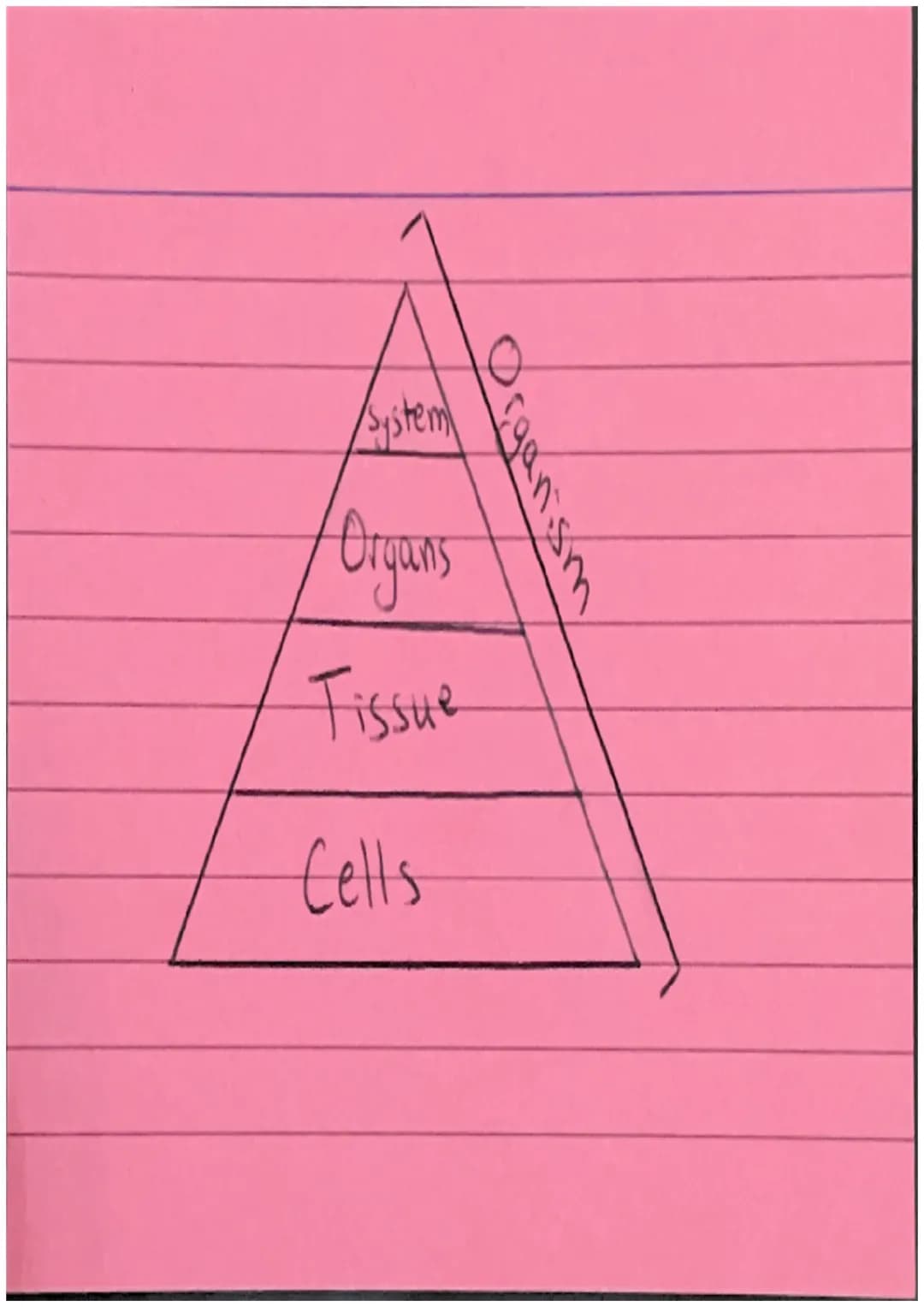 Animal Cell
/Cell Membrane
Cytoplasm
Nucleus
~Mitarhondia 10
Chloroplast
Plant Cell
000
Valcuck
Cellwall /System)
Organs
Fissue
Cells Protei
