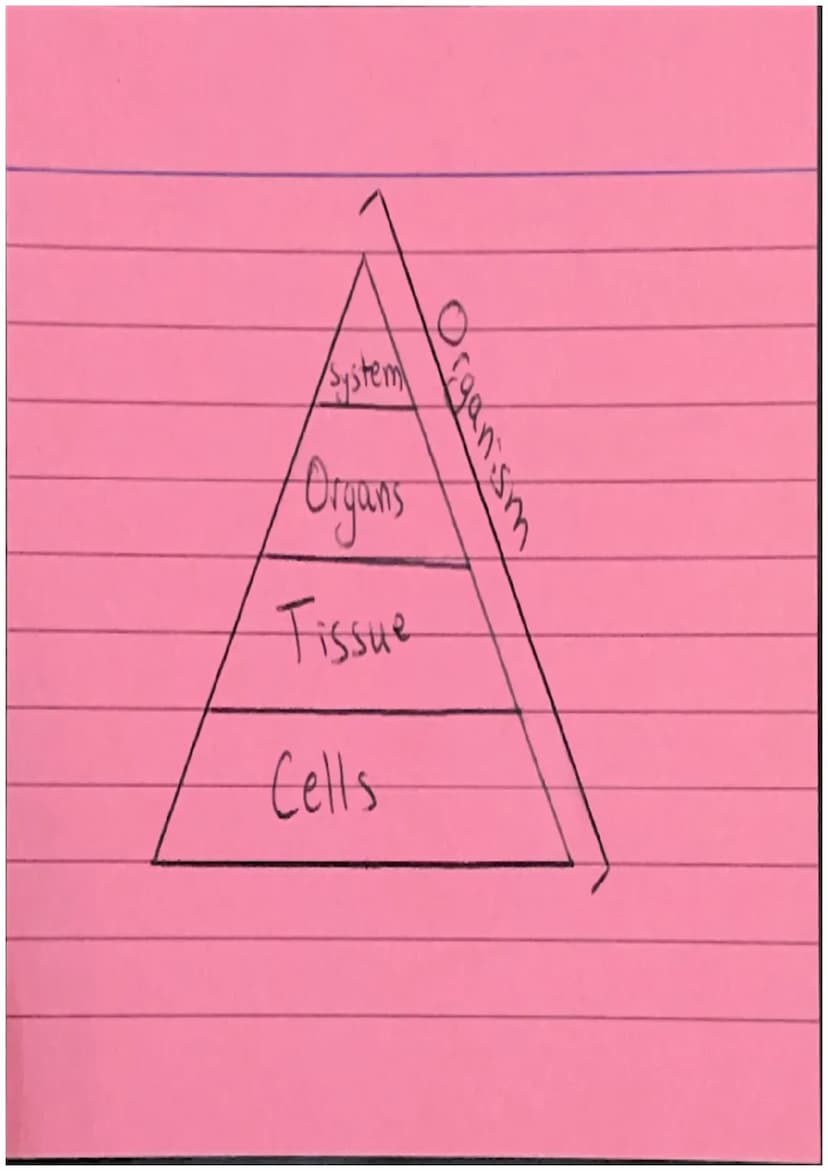 Animal Cell
/Cell Membrane
Cytoplasm
Nucleus
~Mitarhondia 10
Chloroplast
Plant Cell
000
Valcuck
Cellwall /System)
Organs
Fissue
Cells Protei