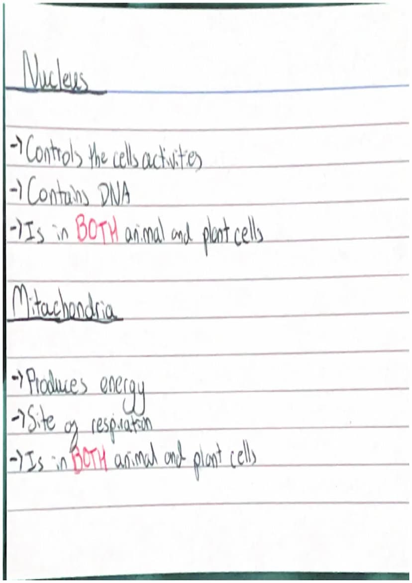 Animal Cell
/Cell Membrane
Cytoplasm
Nucleus
~Mitarhondia 10
Chloroplast
Plant Cell
000
Valcuck
Cellwall /System)
Organs
Fissue
Cells Protei
