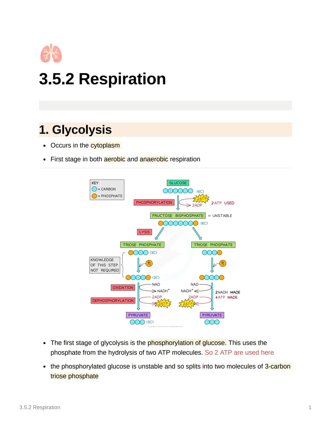 
<h2 id="glycolysis">Glycolysis</h2>
<p>Glycolysis occurs in the cytoplasm and is the first stage in both aerobic and anaerobic respiration.