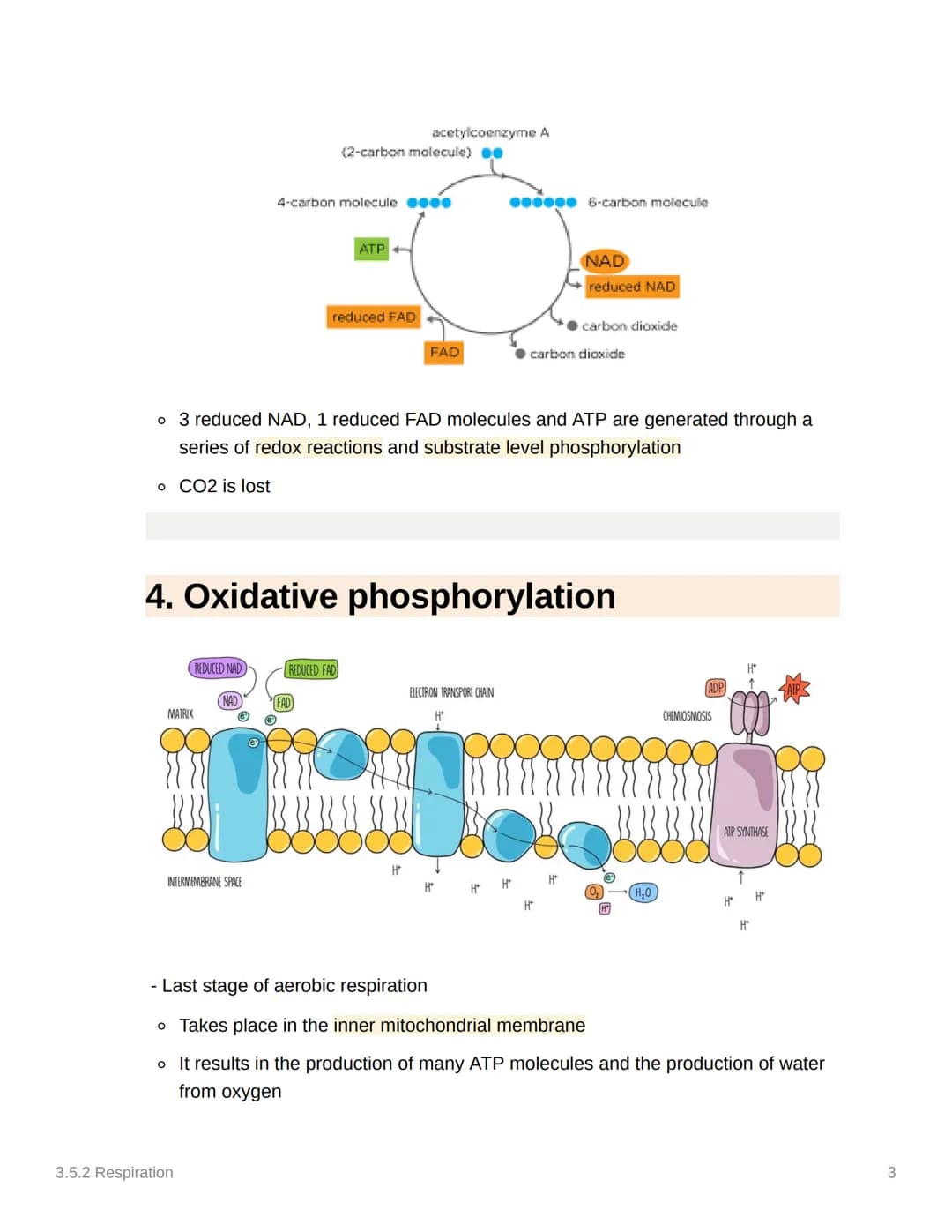 
<h2 id="glycolysis">Glycolysis</h2>
<p>Glycolysis occurs in the cytoplasm and is the first stage in both aerobic and anaerobic respiration.