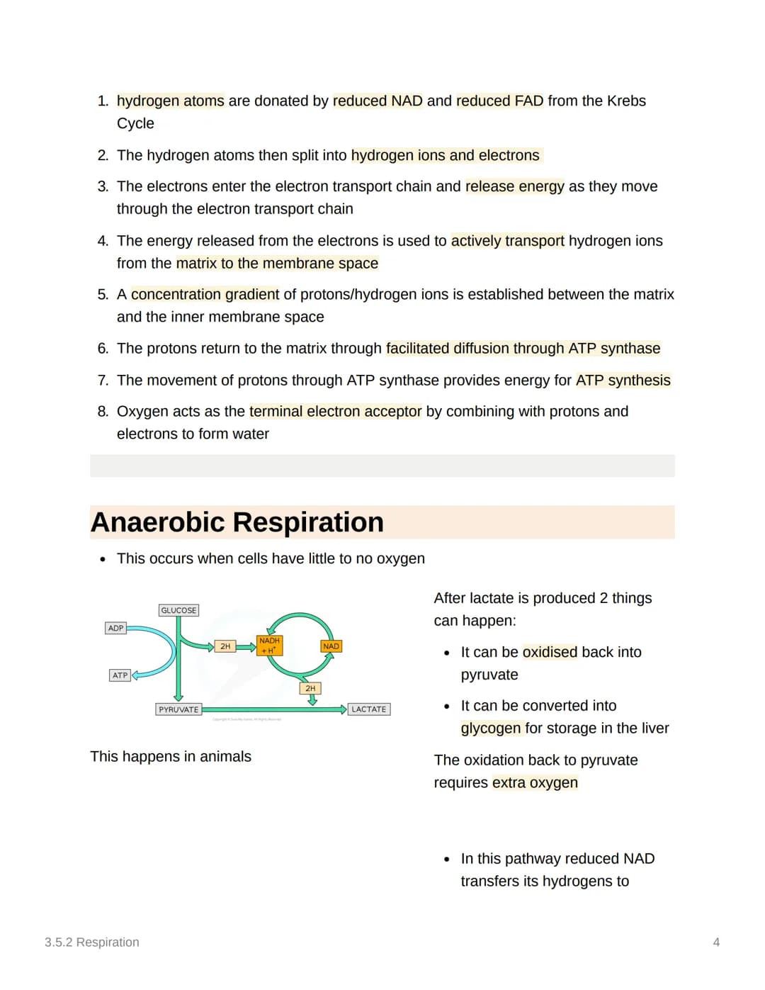 
<h2 id="glycolysis">Glycolysis</h2>
<p>Glycolysis occurs in the cytoplasm and is the first stage in both aerobic and anaerobic respiration.