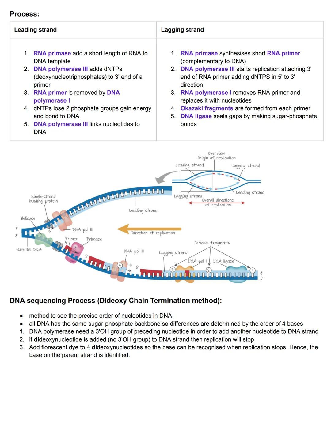 C7.1 DNA Structure and Replication
Nucleosome
● Nucleosome: octamer with DNA and 1 histone
eukaryotic DNA is associated with histones
'naked