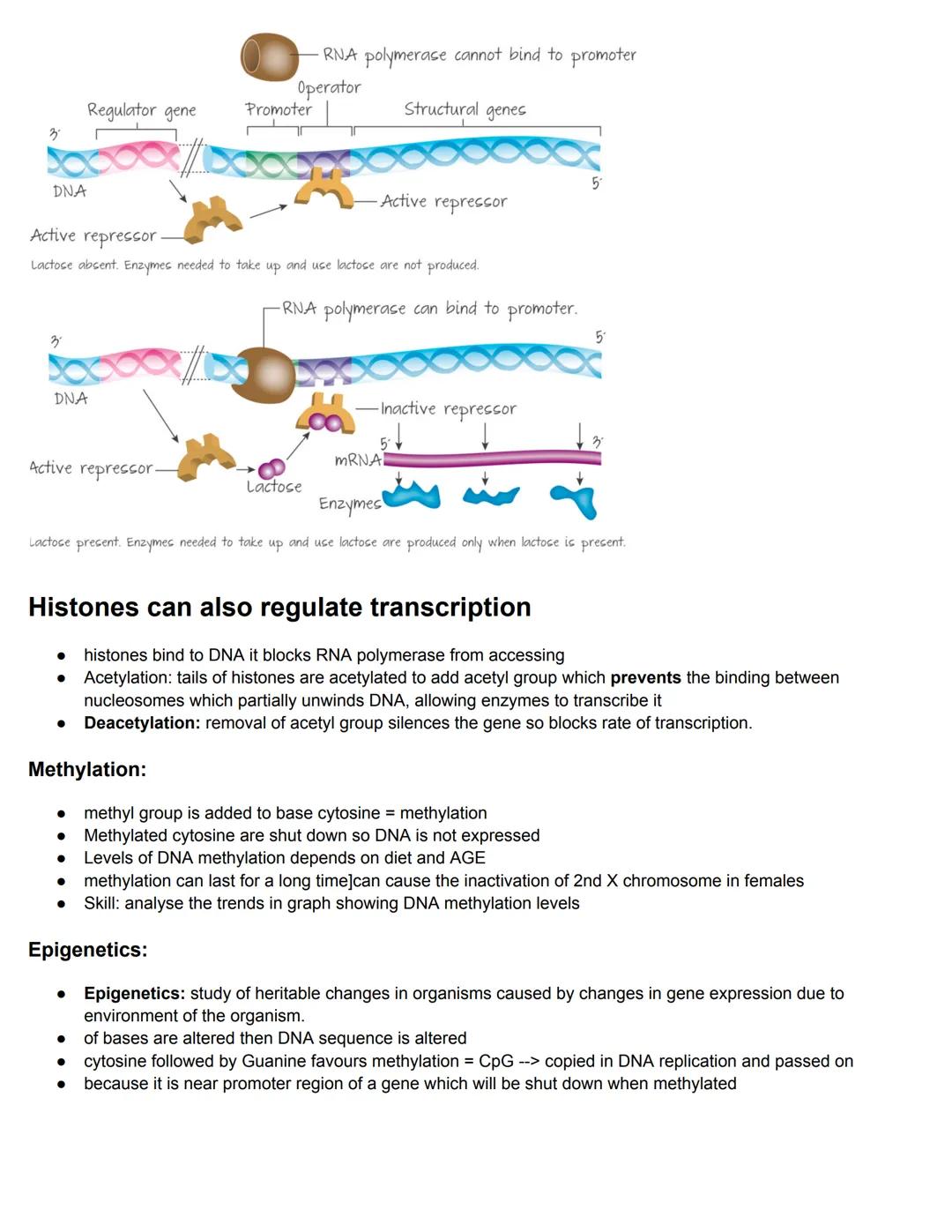C7.1 DNA Structure and Replication
Nucleosome
● Nucleosome: octamer with DNA and 1 histone
eukaryotic DNA is associated with histones
'naked