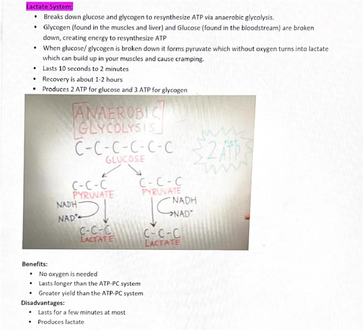 Energy Systems
Sunday, December 29, 2024 1:11 PM
The role of ATP in the body:
⚫ ATP is stored in muscles
⚫ It is the only chemical compound 