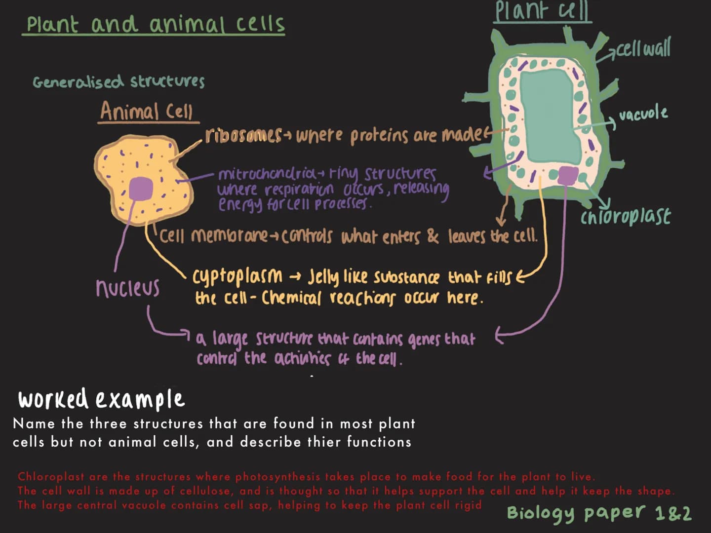 Plant and animal cells
Generalised structures
Animal Cell
ribosomes where proteins are madet
·mitrochondria ring structures
where respiratio