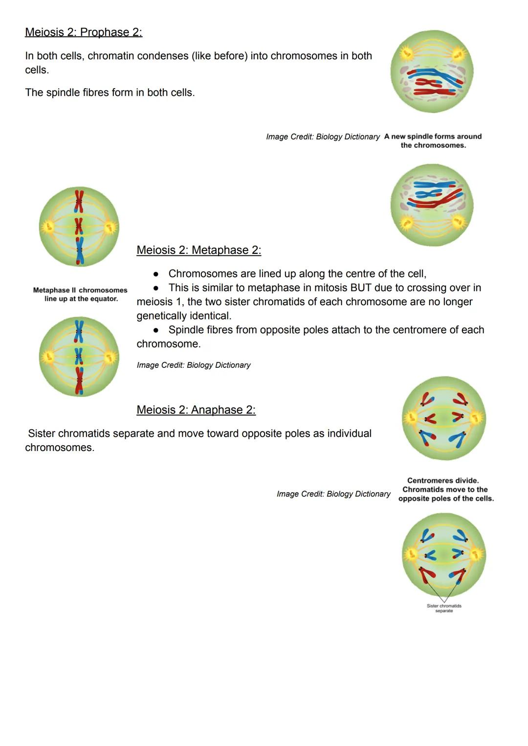 8 Stages of Meiosis:
Prophase 1
Metaphase 1
Anaphase 1
Telophase 1
Prophase 2
Metaphase 2
Anaphase 2
Telophase 2
Haploid (n) - one set of ch