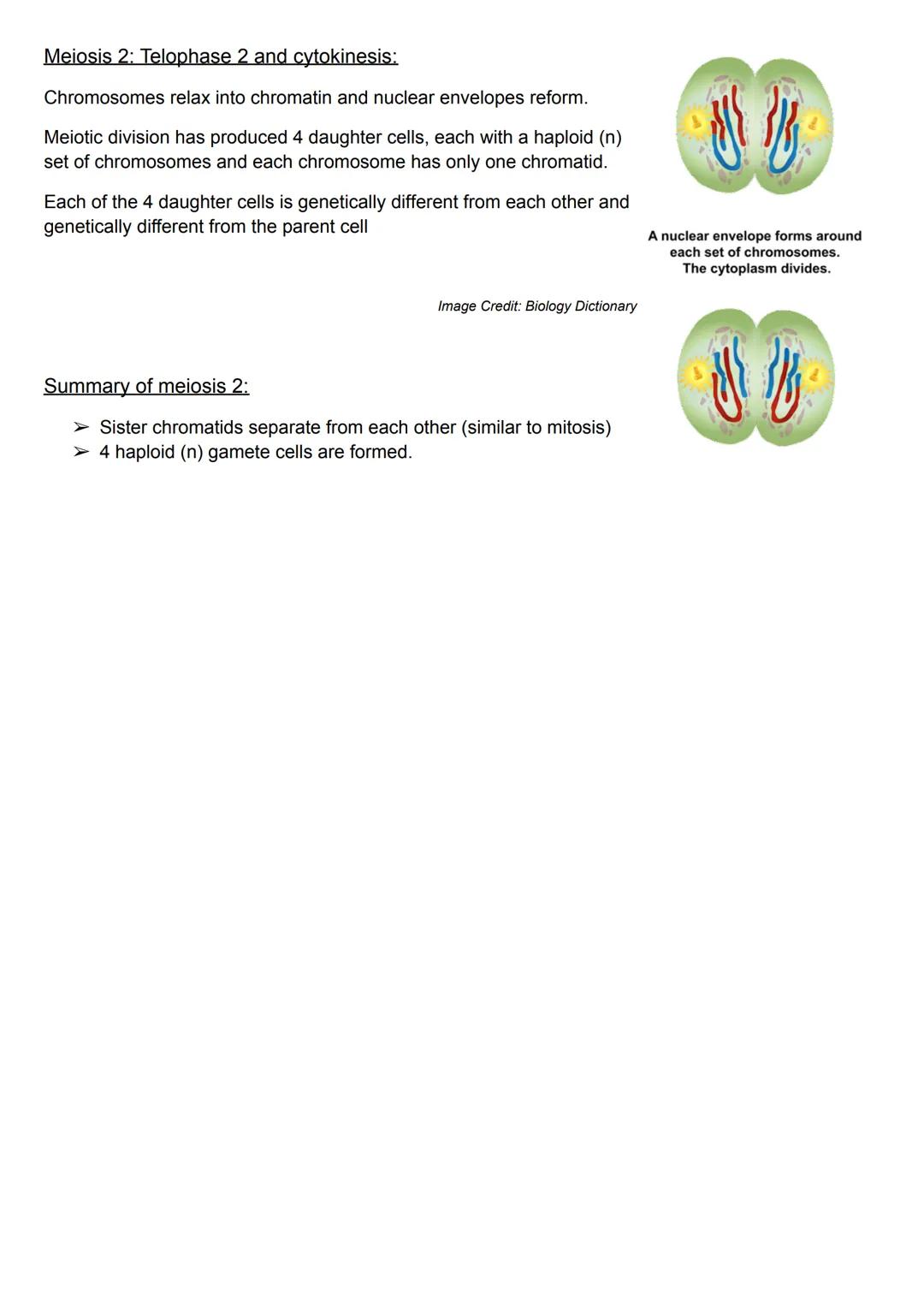 8 Stages of Meiosis:
Prophase 1
Metaphase 1
Anaphase 1
Telophase 1
Prophase 2
Metaphase 2
Anaphase 2
Telophase 2
Haploid (n) - one set of ch