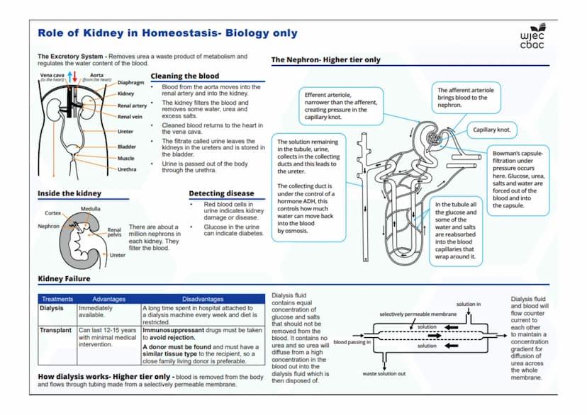 --- OCR Start ---
Disease, Defence and Treatment
Diseases- Biology Only
Monoclonal antibodies- Biology only
A monoclonal antibody is produce