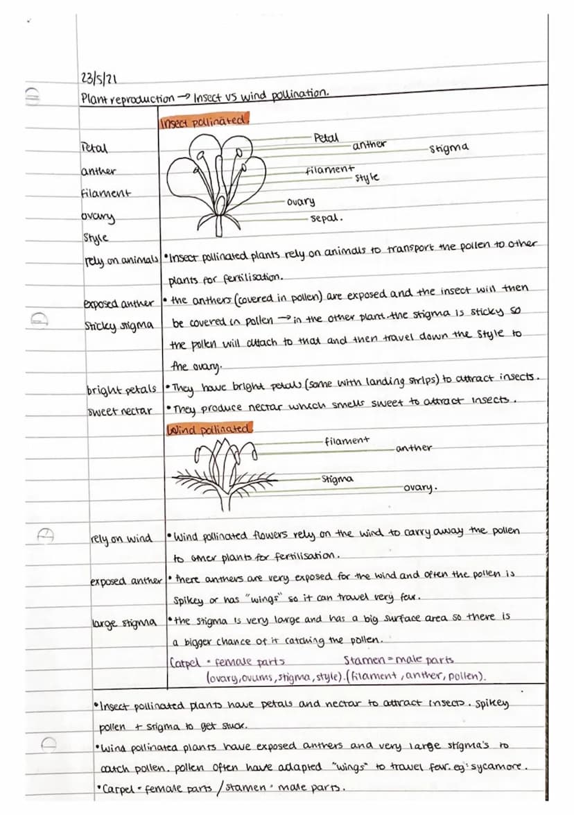 C
20/5/21
Reproduction Asexual vs sexual.
Asexual
•Reproduction with only one parent / by self.
• Still make offspring but are clones of par