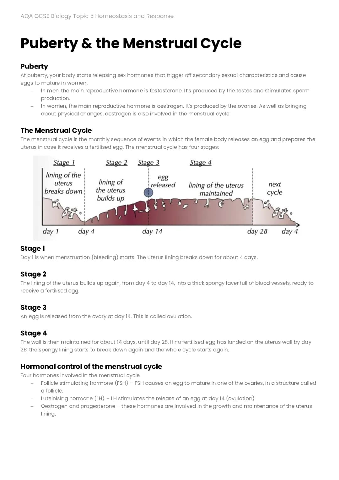 GCSE AQA Biology Puberty & The Menstrual Cycle