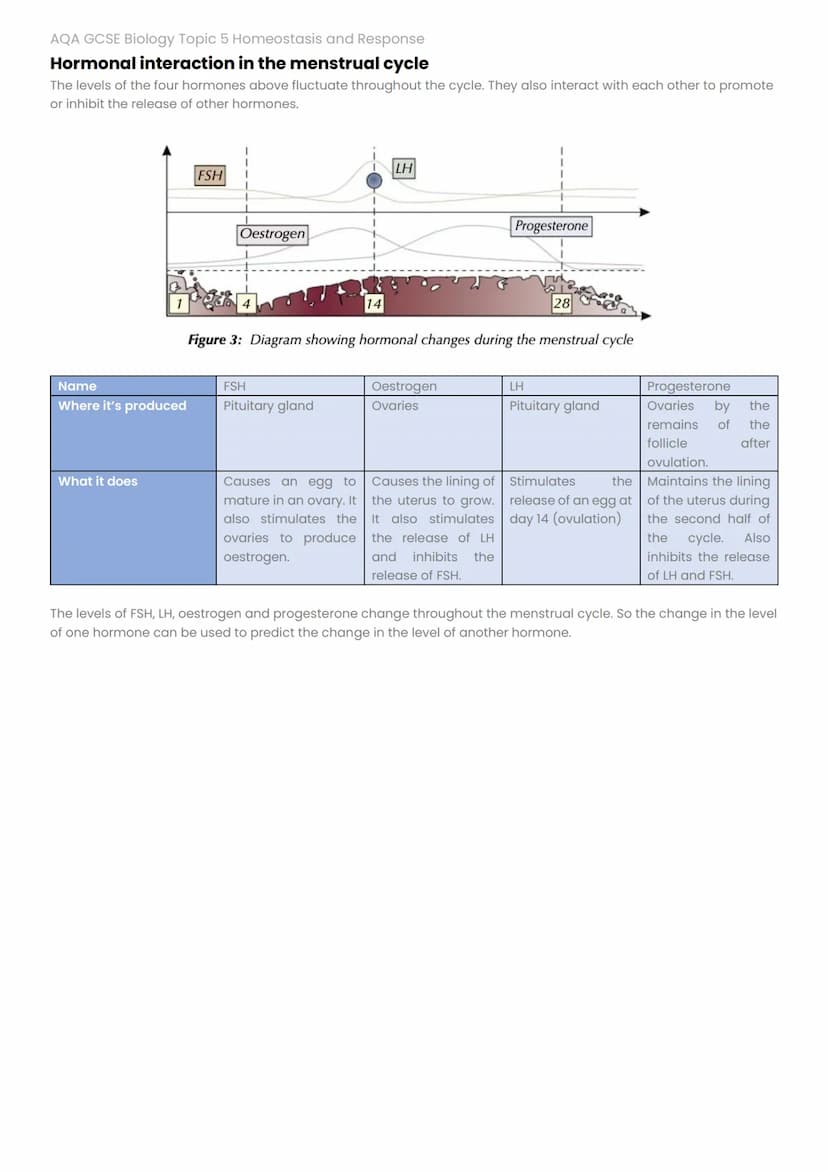 AQA GCSE Biology Topic 5 Homeostasis and Response
Puberty & the Menstrual Cycle
Puberty
At puberty, your body starts releasing sex hormones 
