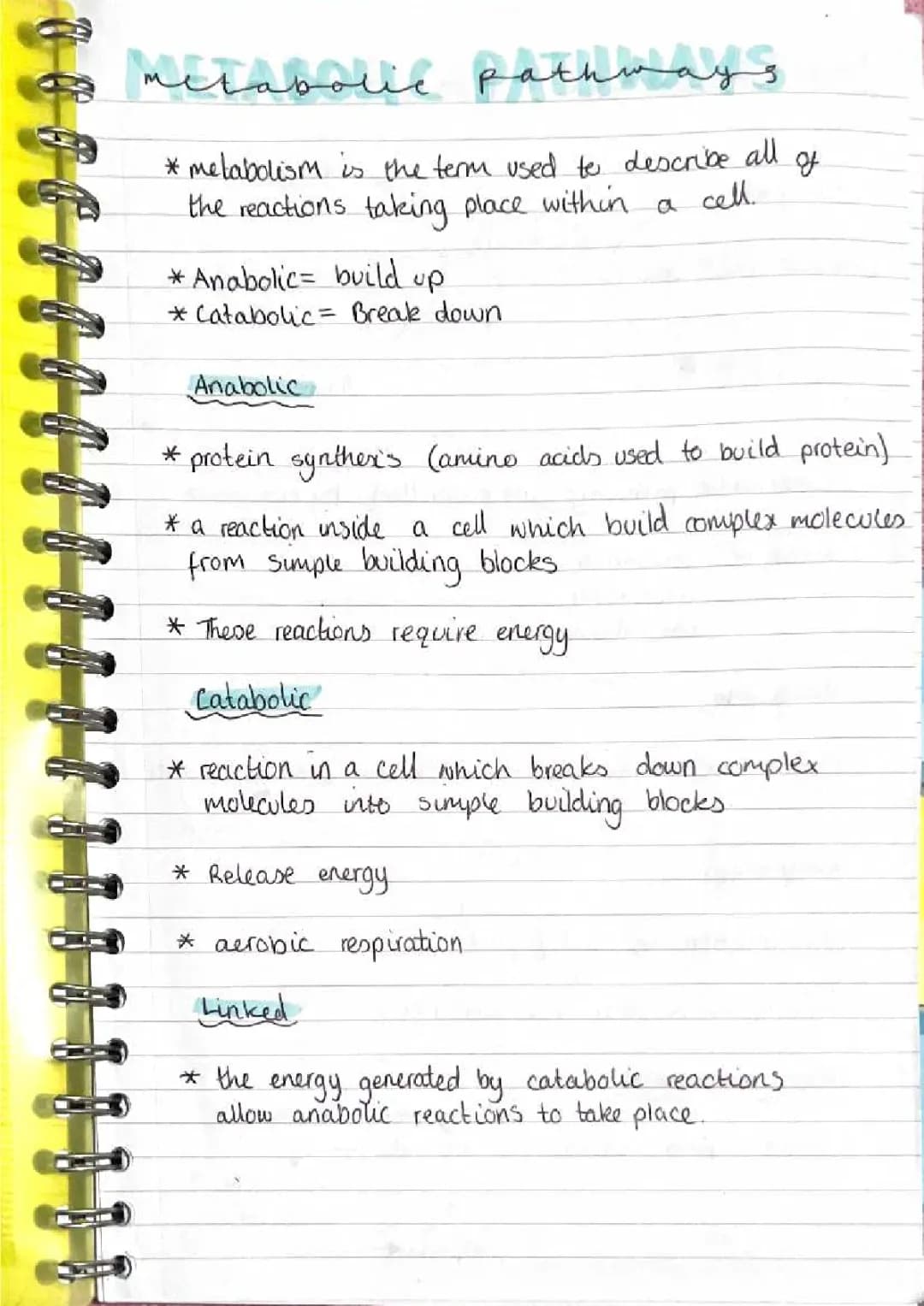 How Anabolic and Catabolic Reactions Work in Metabolism